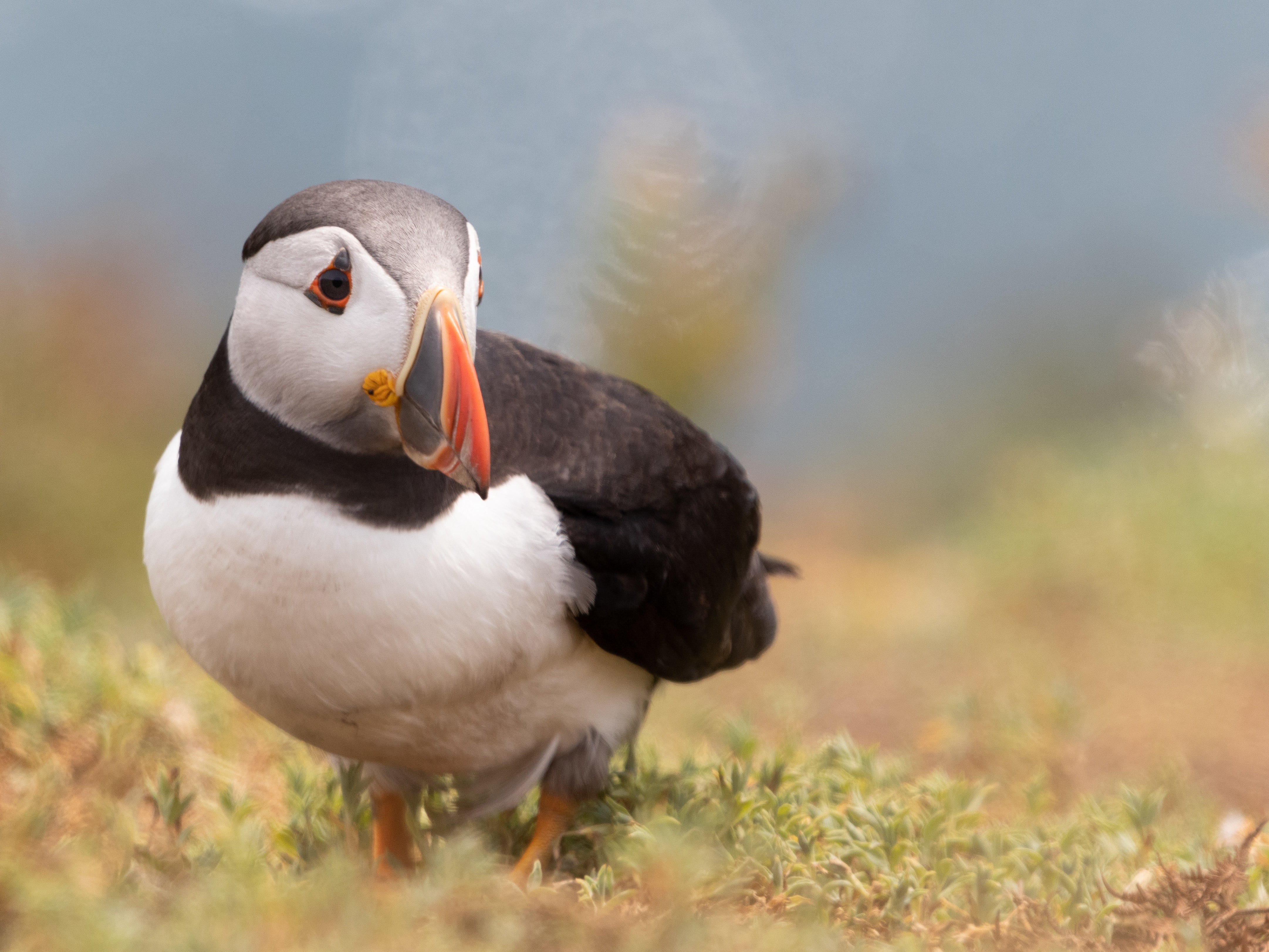 Puffin Wallpapers