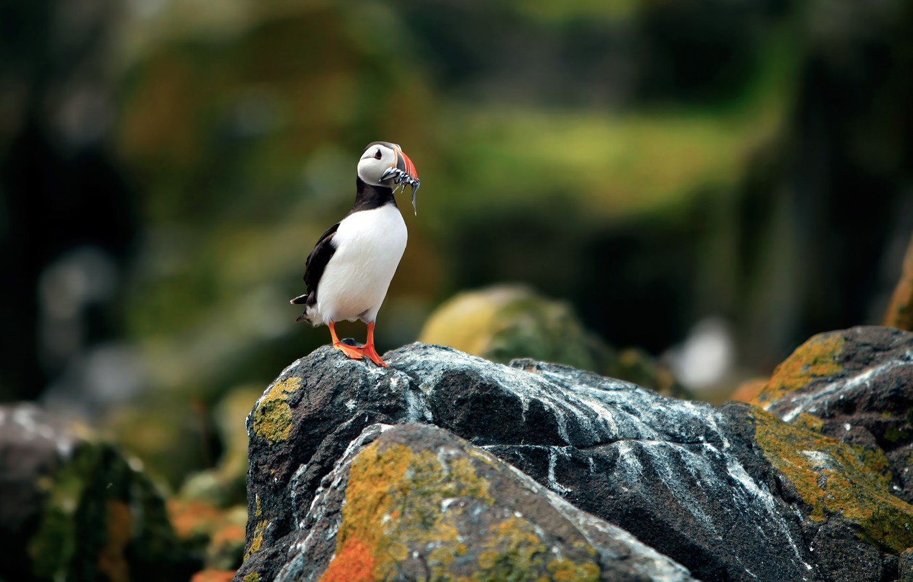 Puffin Wallpapers