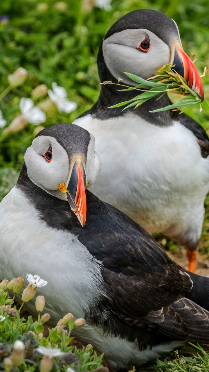 Puffin Wallpapers