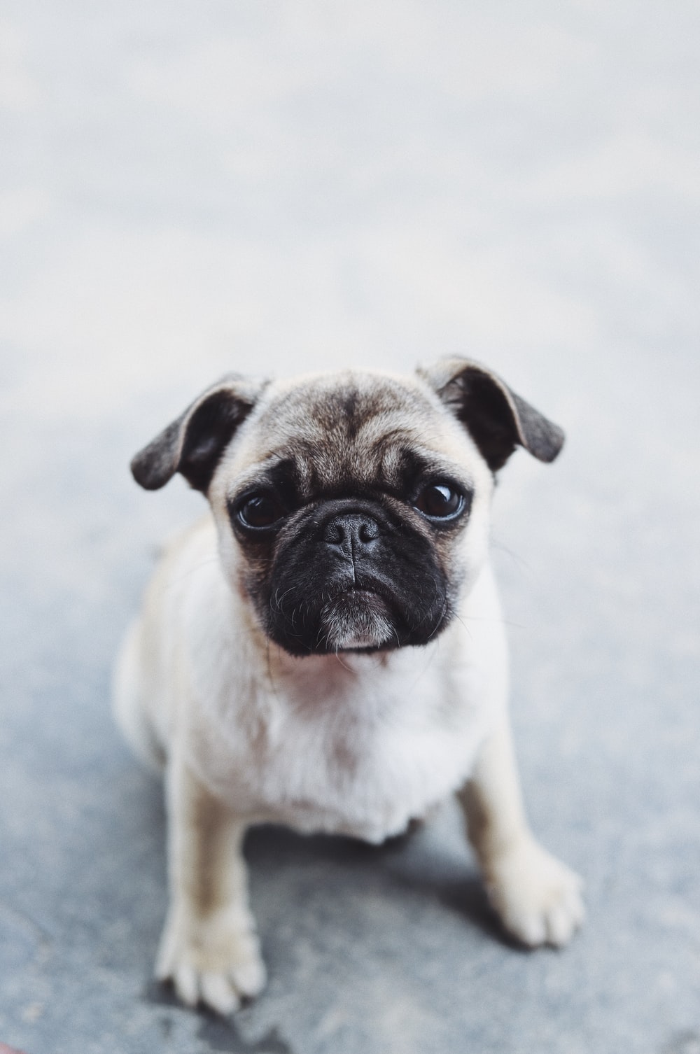 Pug Wallpapers