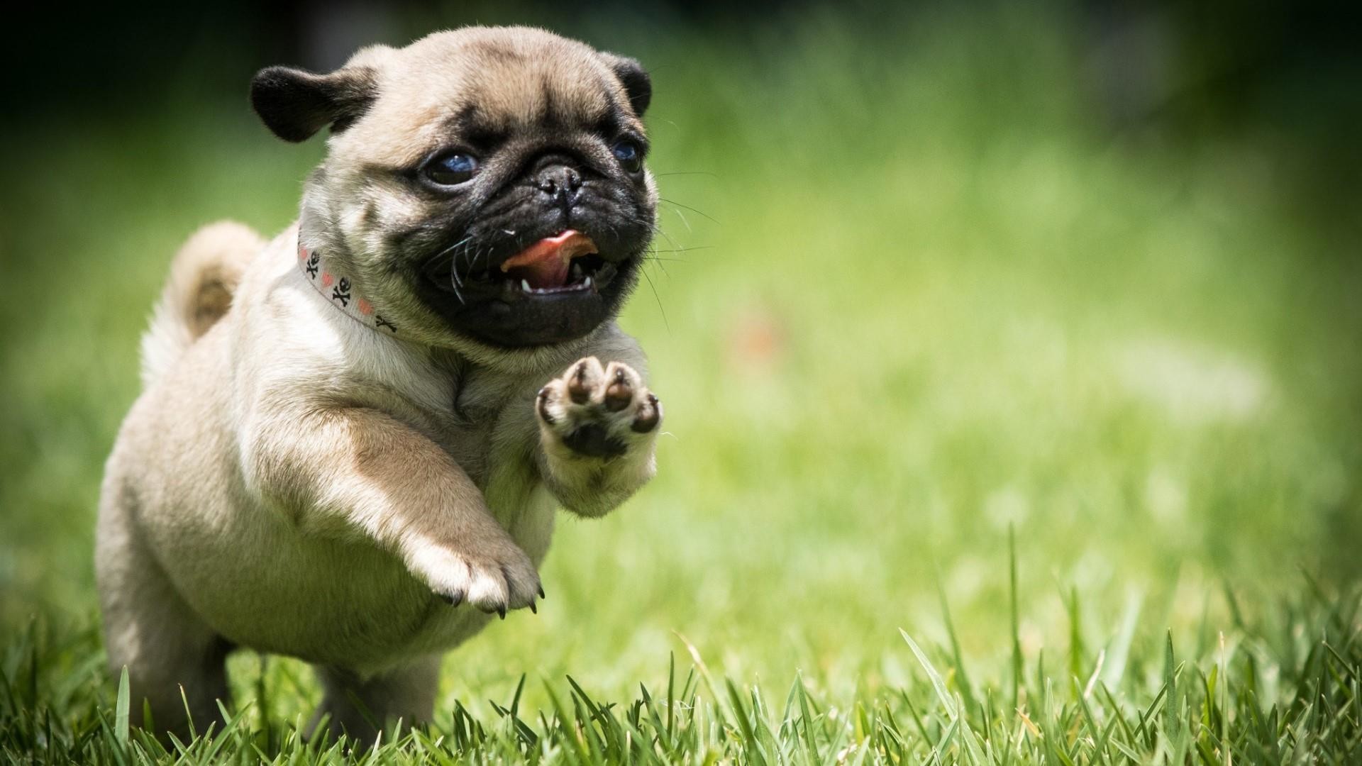 Pug Wallpapers