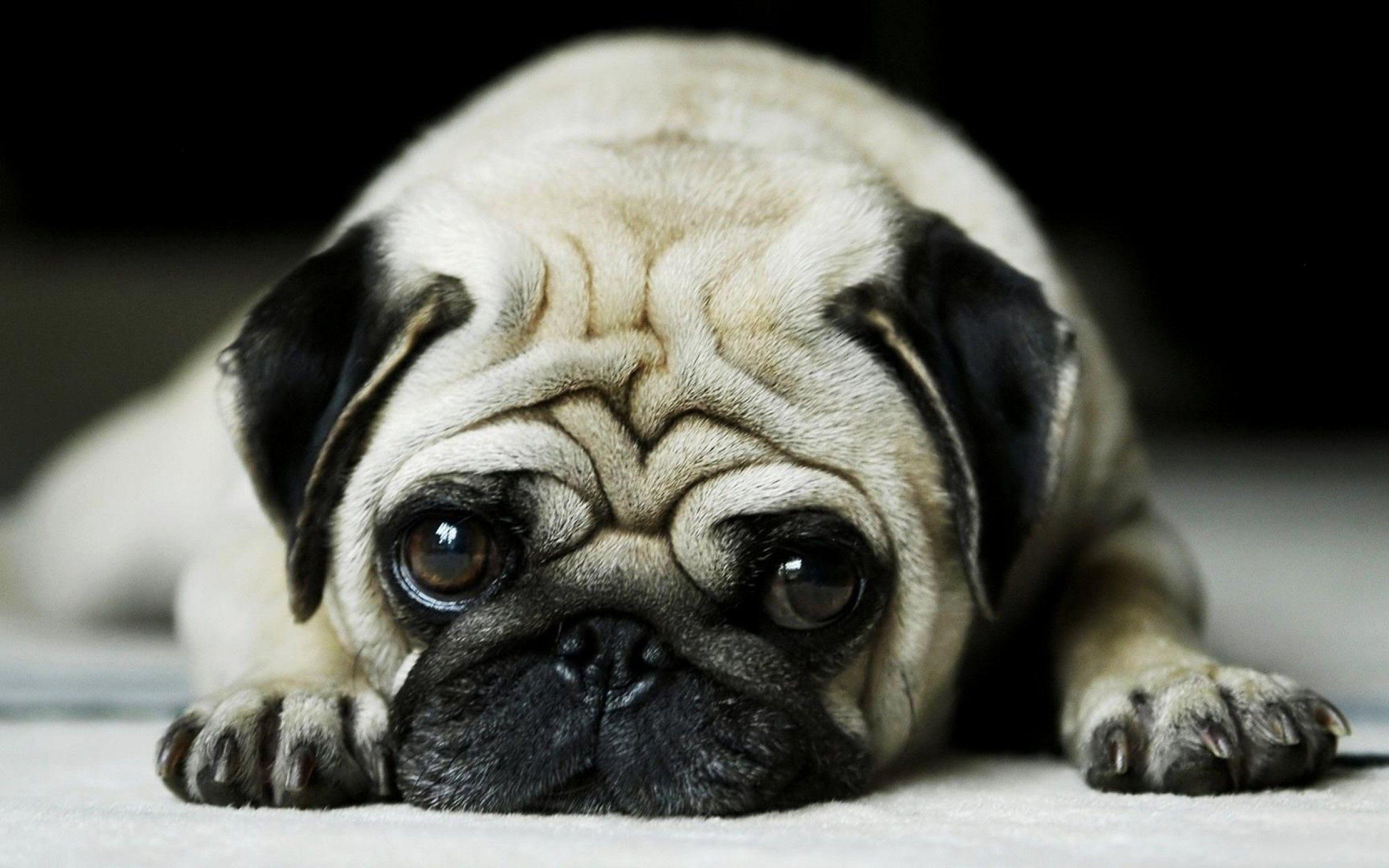 Pug Wallpapers