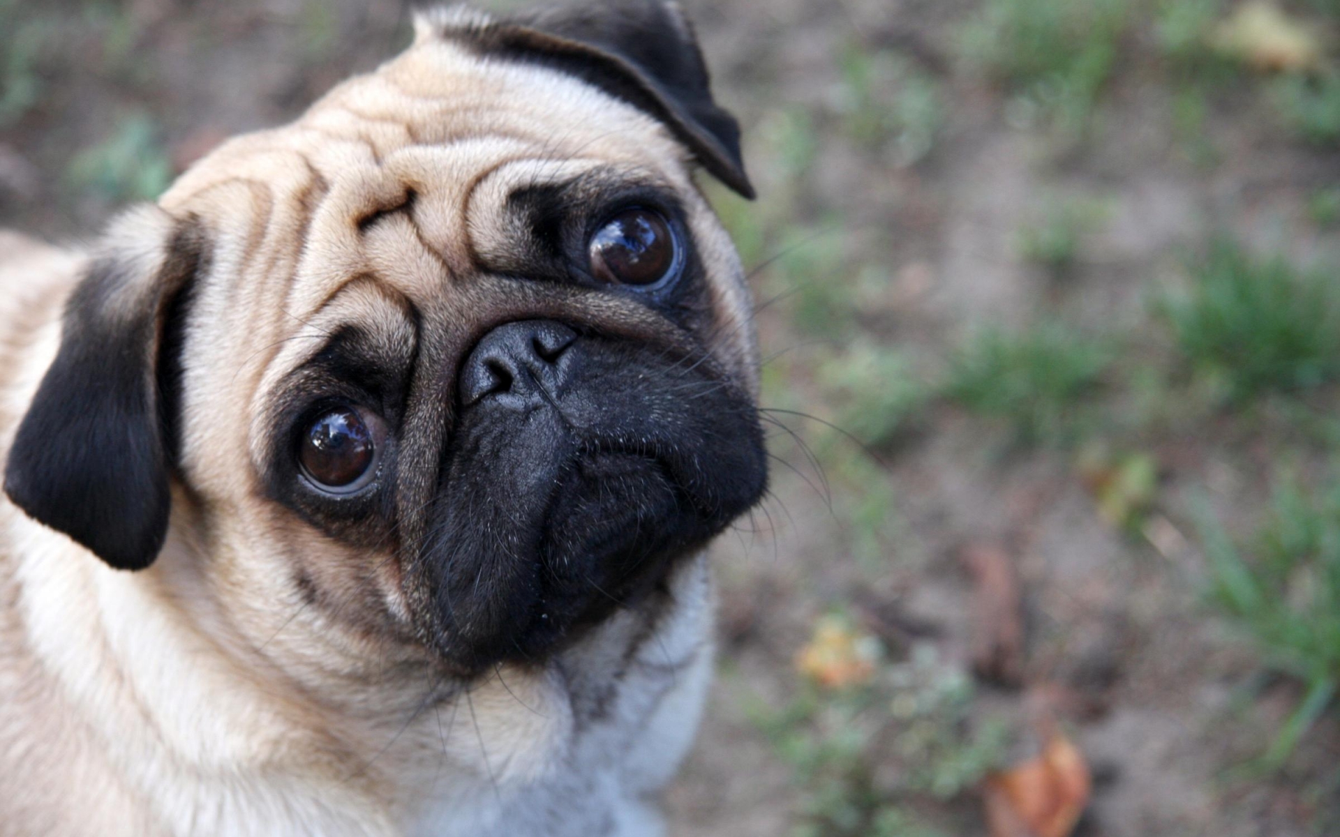 Pug Wallpapers