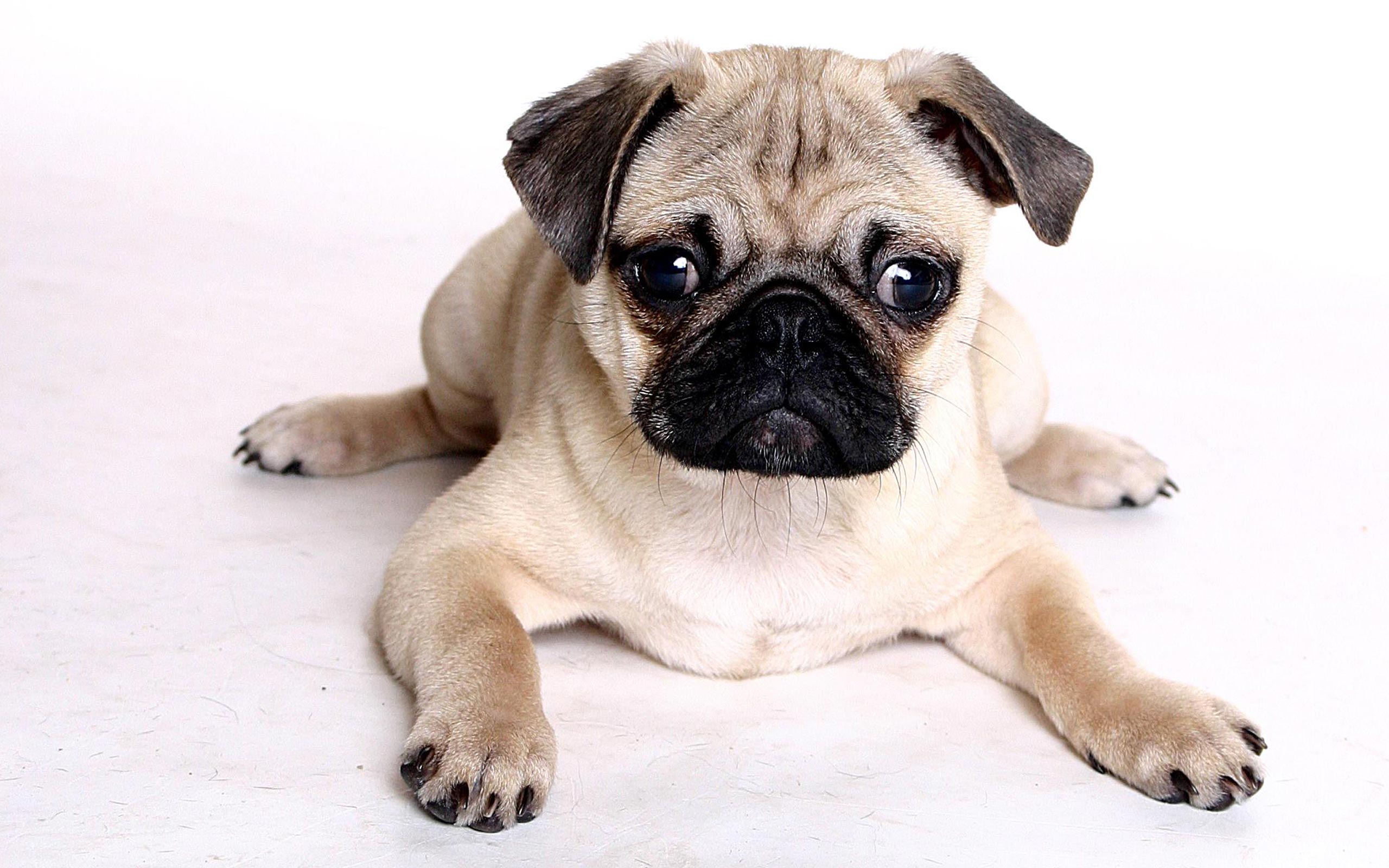 Pug Wallpapers