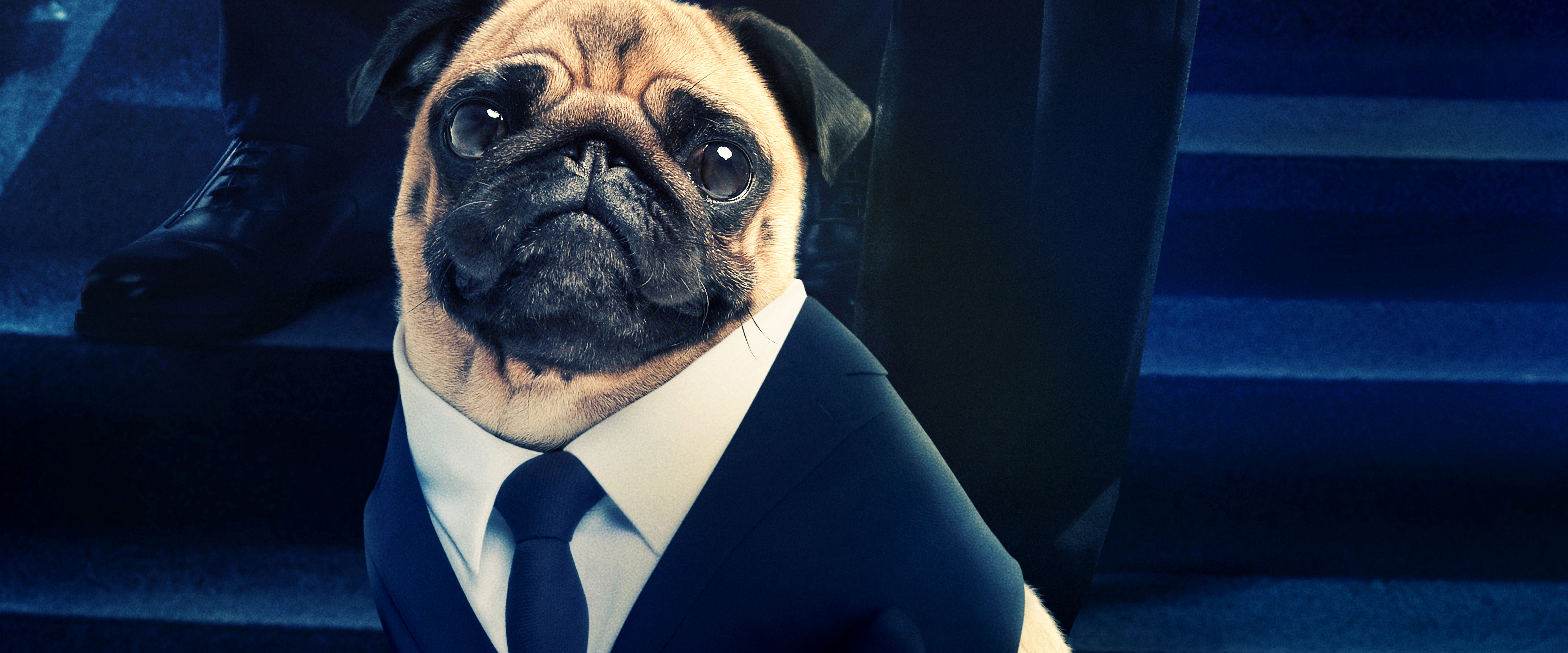 Pug Wallpapers