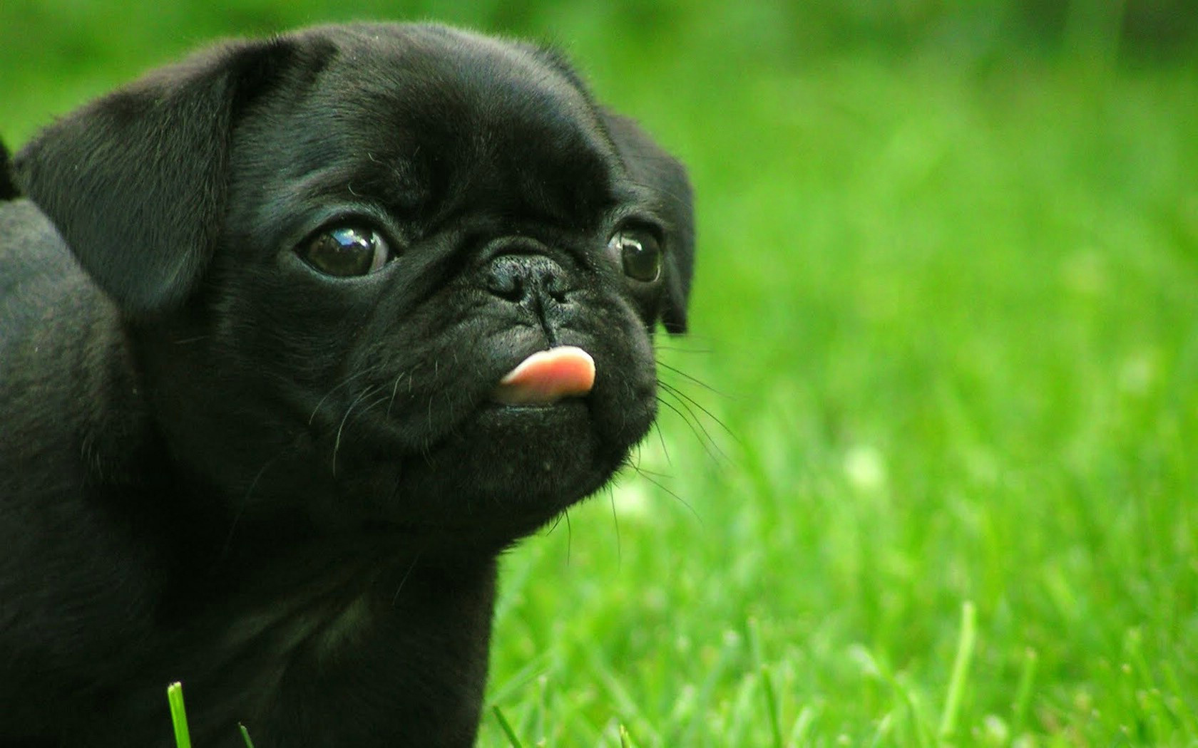 Pug Wallpapers