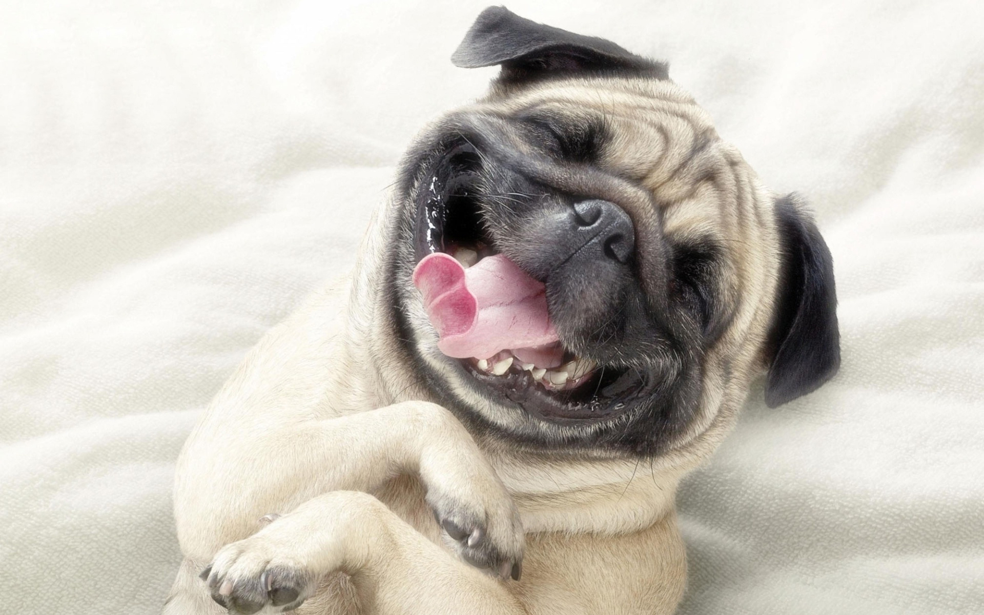 Pug Wallpapers