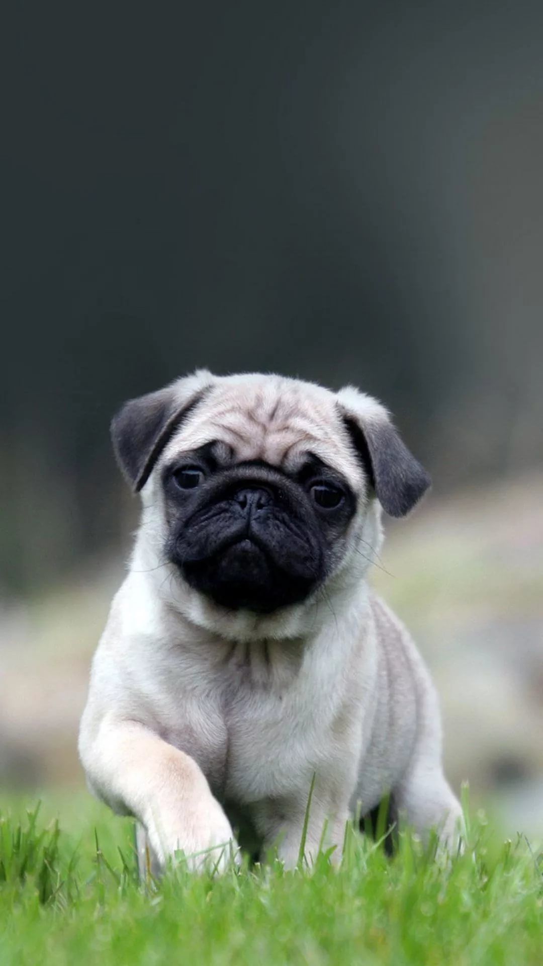 Pug Wallpapers