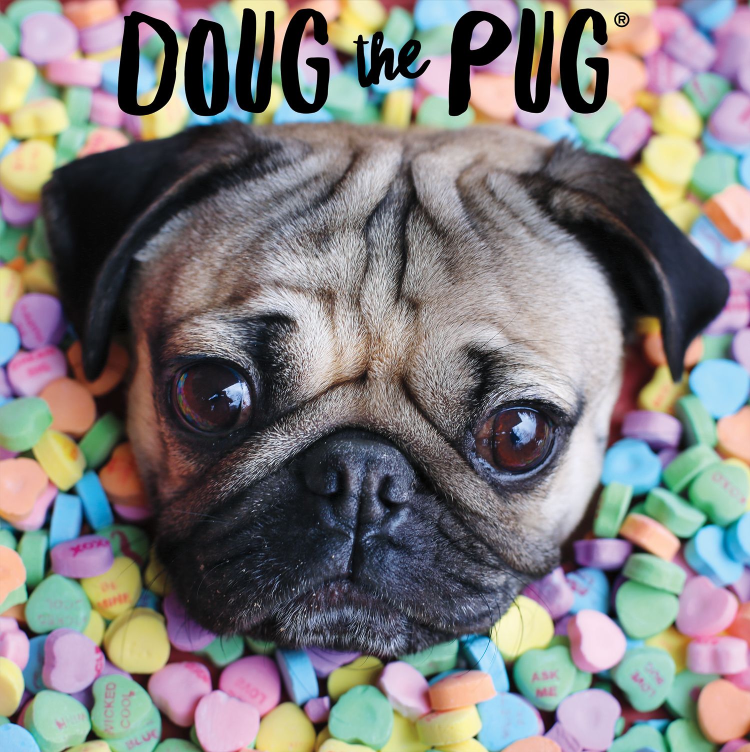 Pug Wallpapers