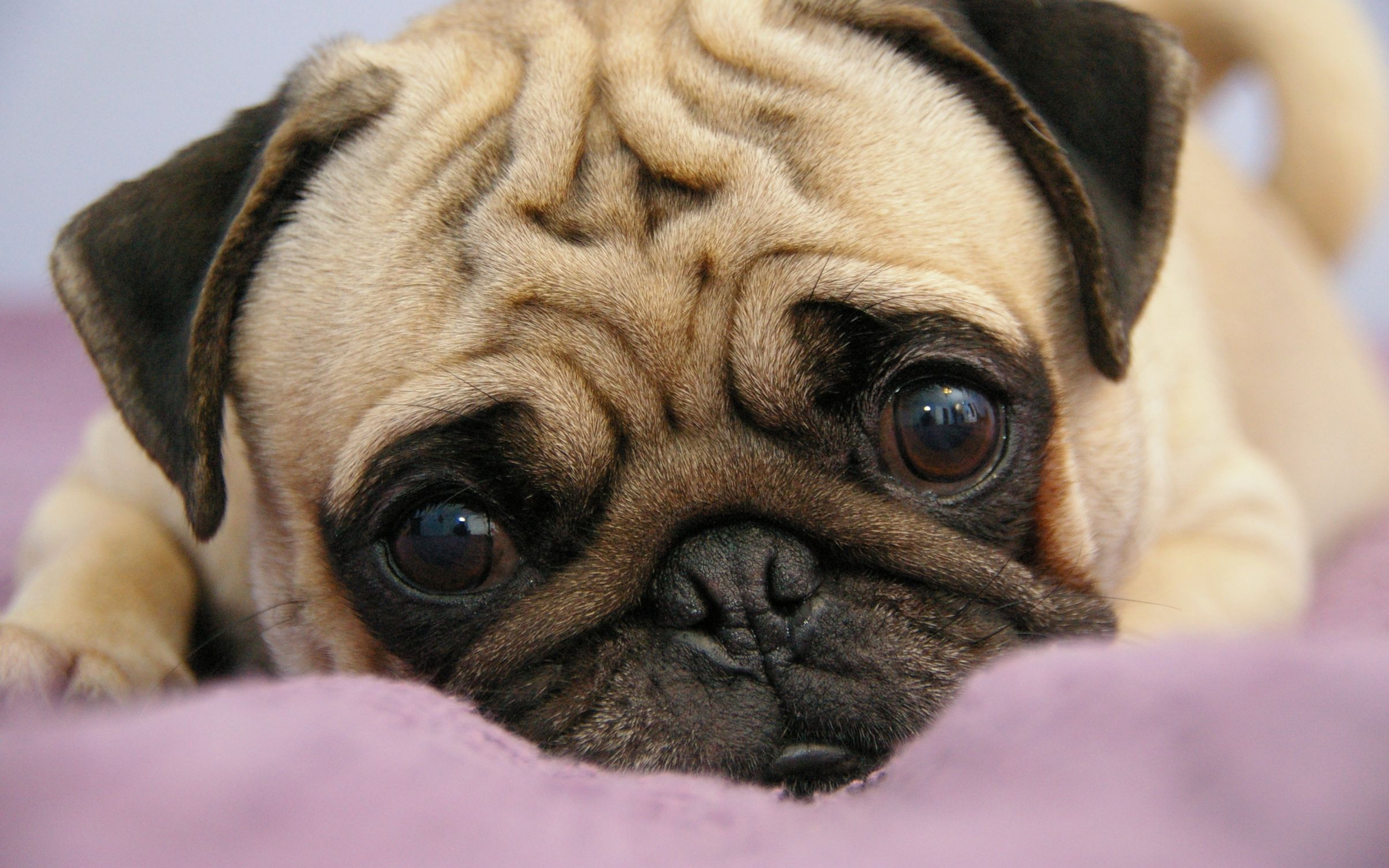 Pug Wallpapers