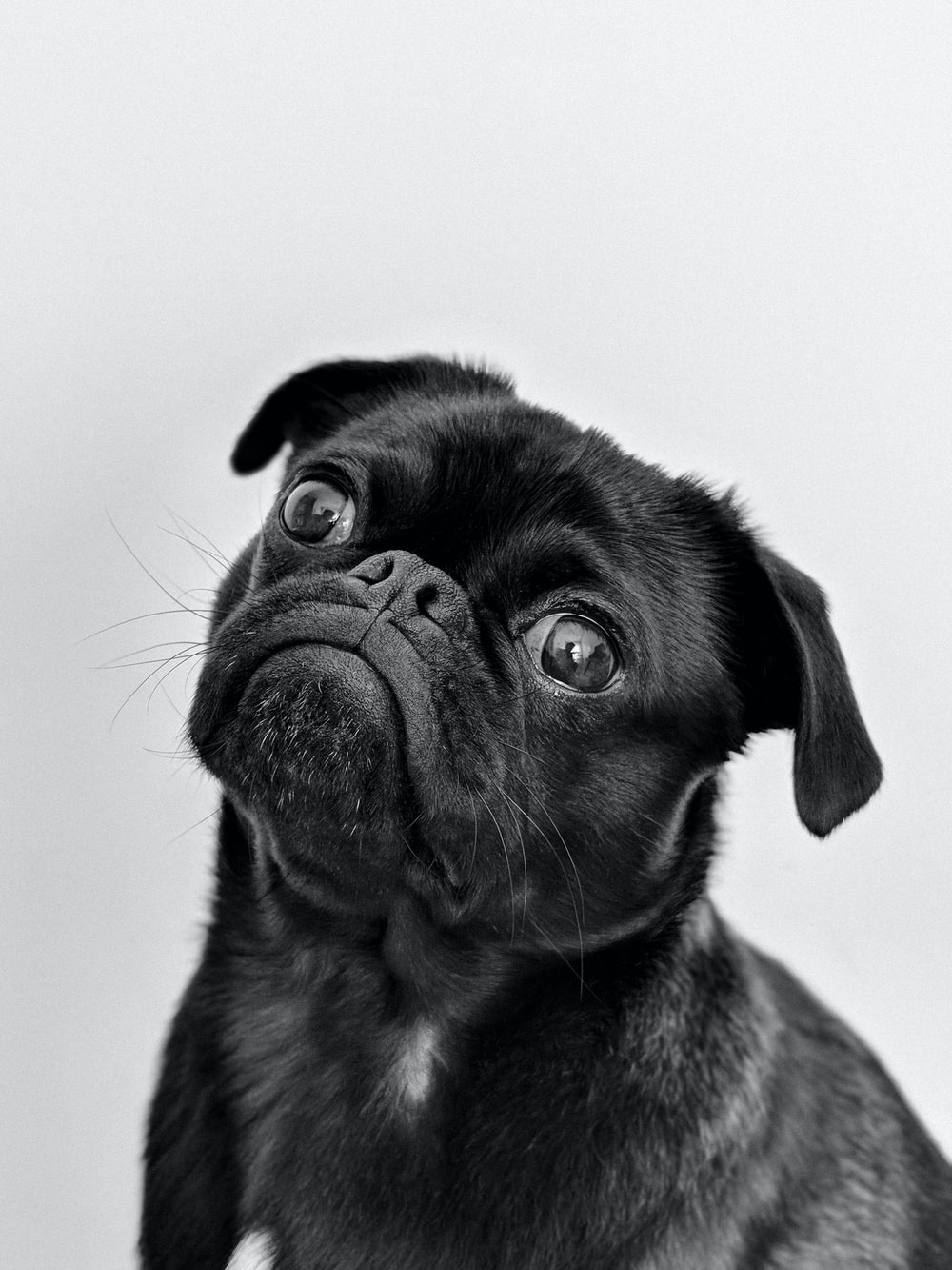 Pug Wallpapers