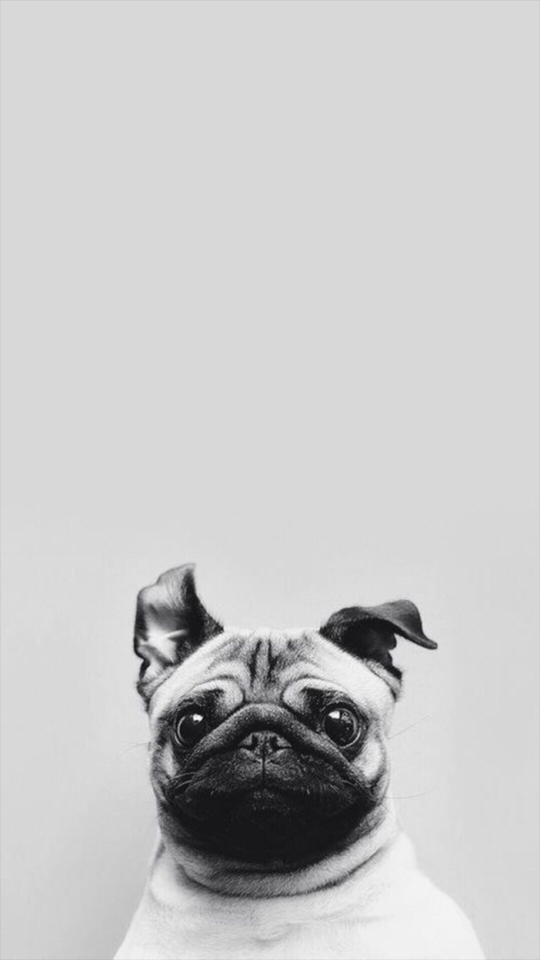 Pug Wallpapers