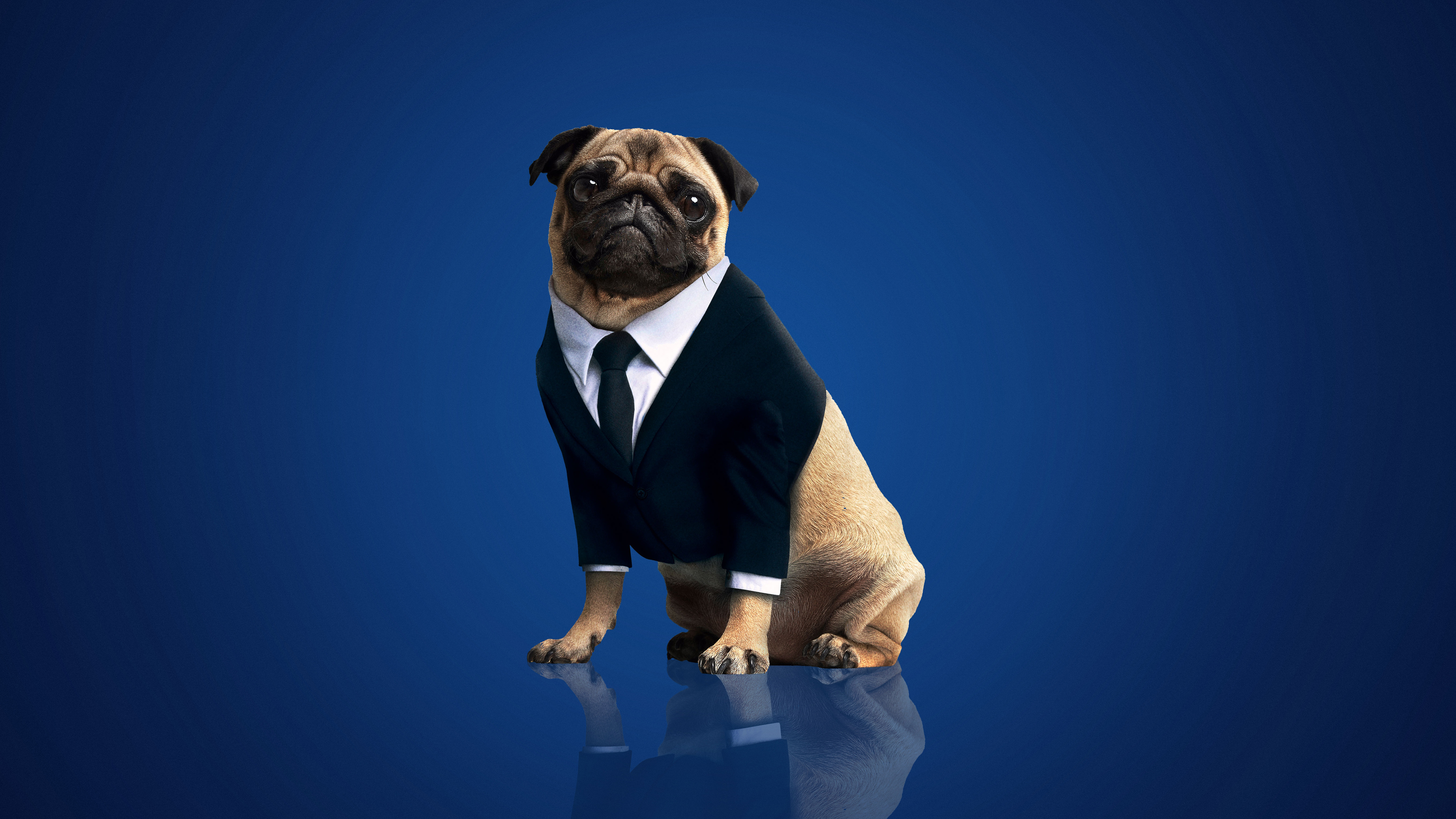 Pug Wallpapers