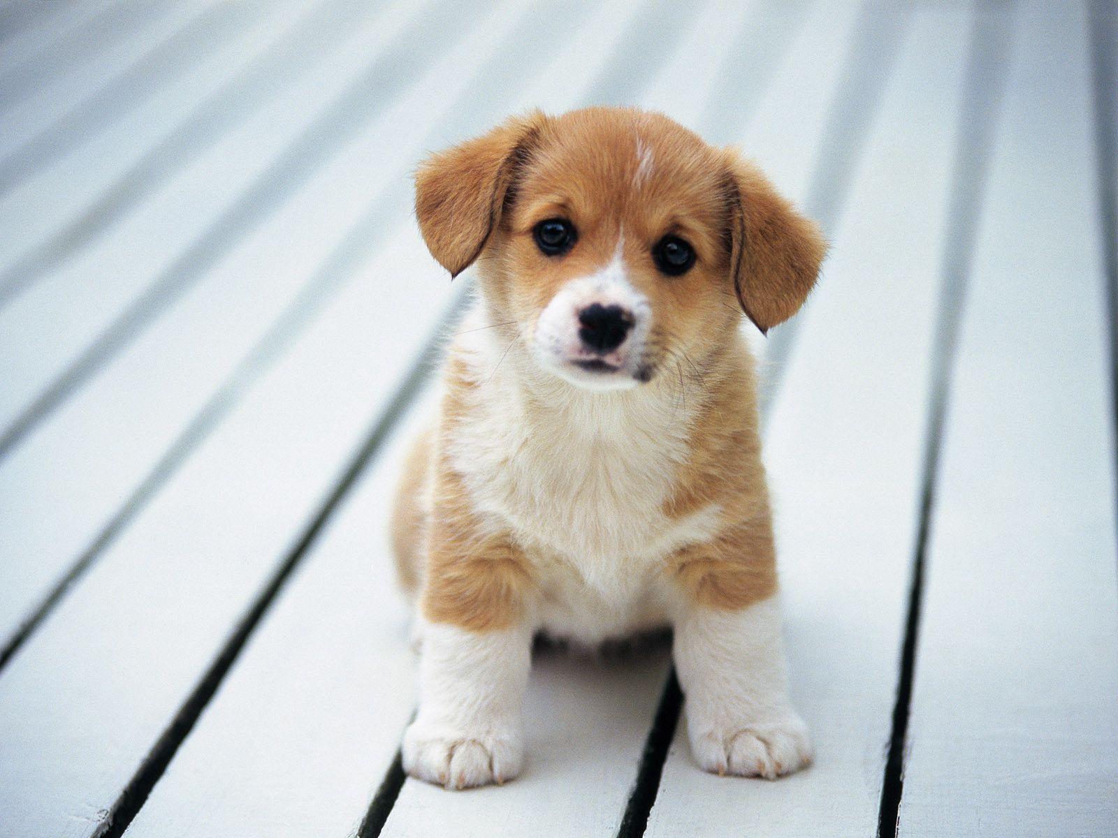 Puppies Wallpapers