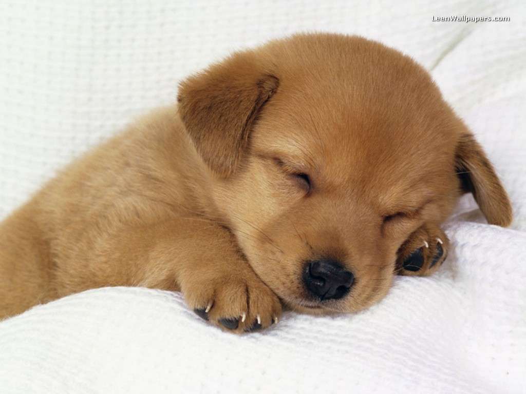 Puppies Wallpapers