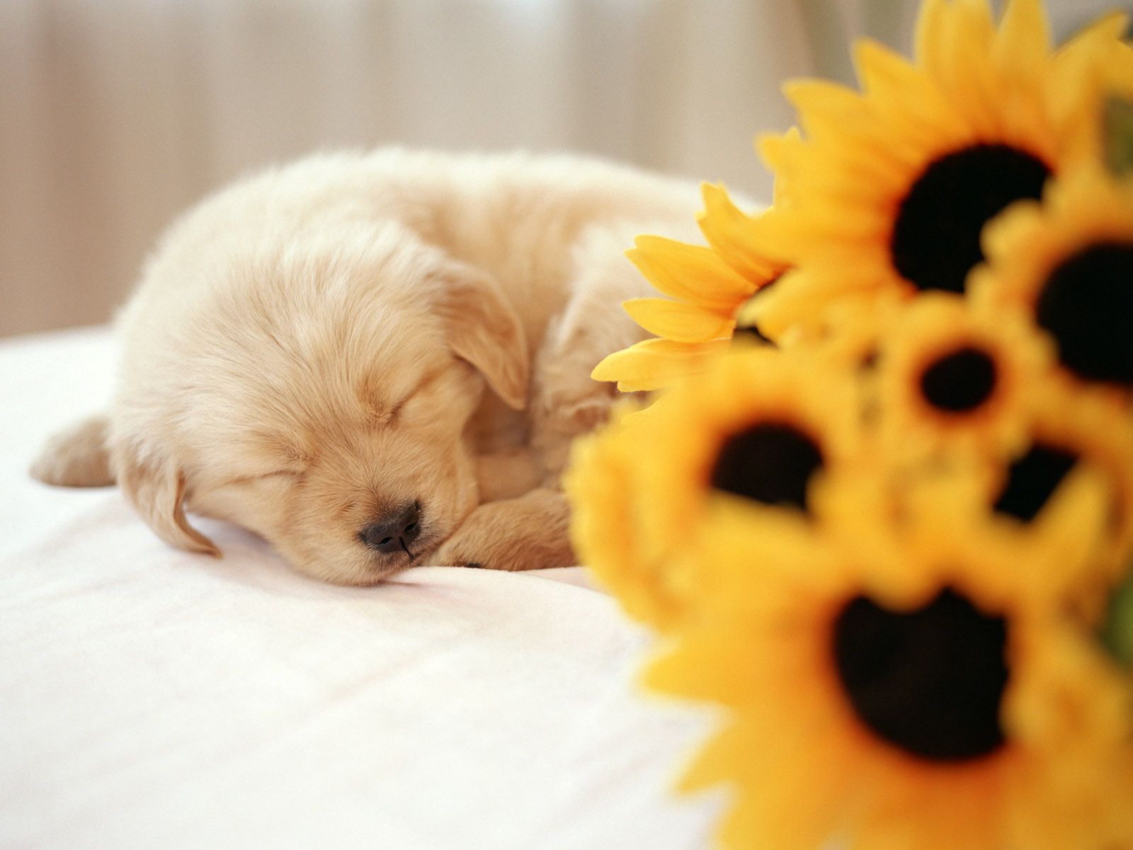 Puppies Wallpapers