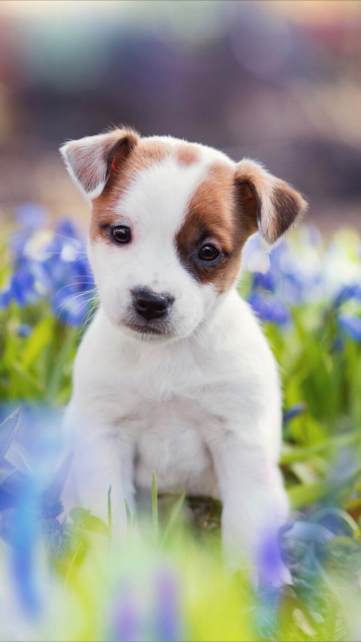 Puppies Wallpapers