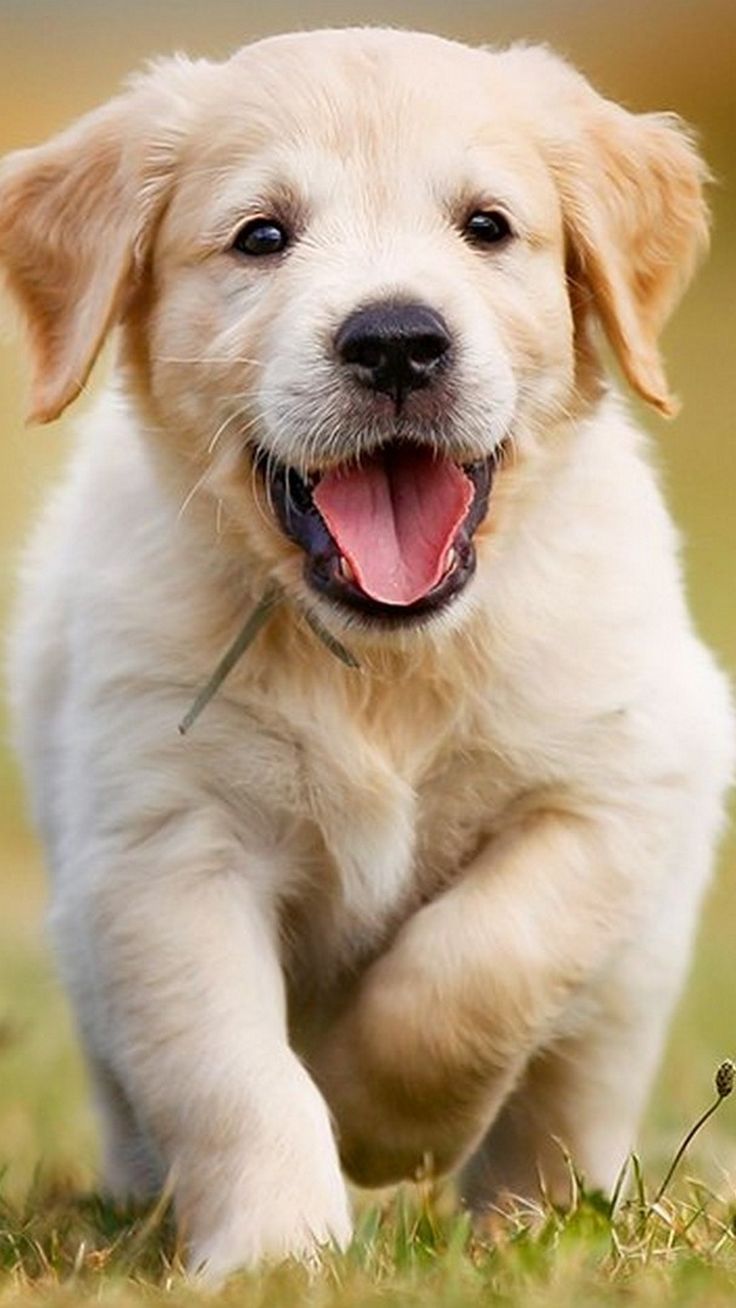 Puppies Wallpapers