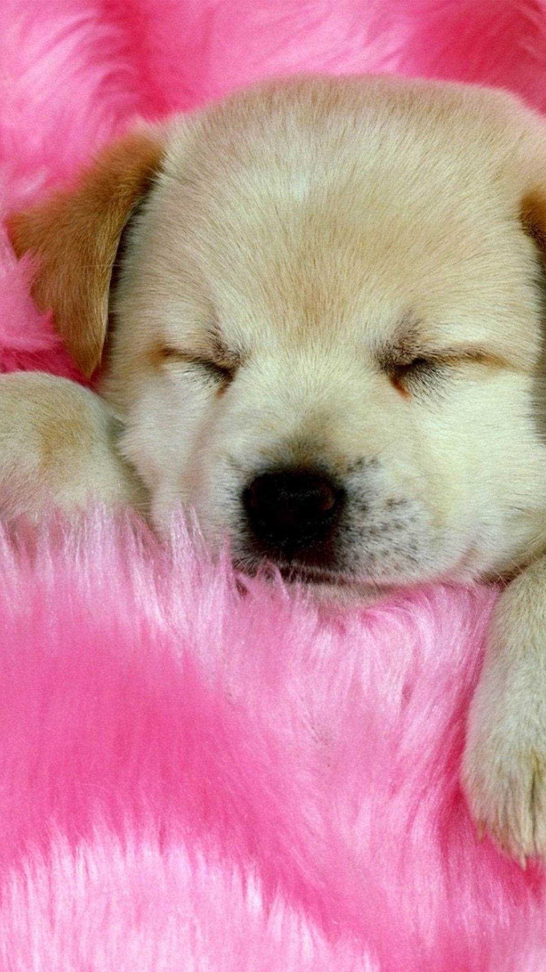 Puppies Wallpapers