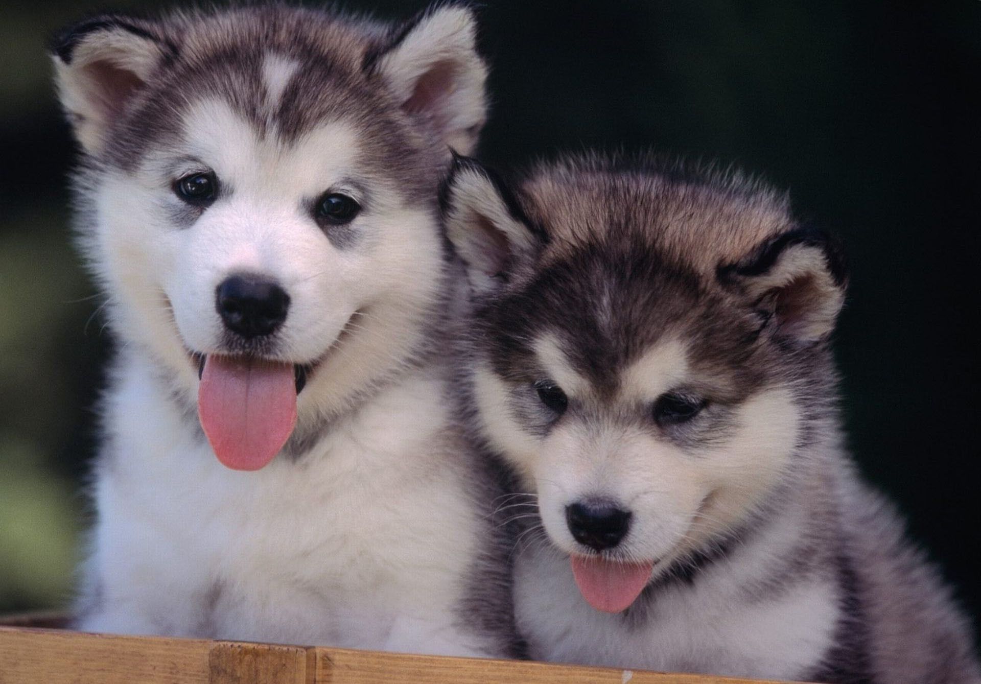 Puppies Wallpapers