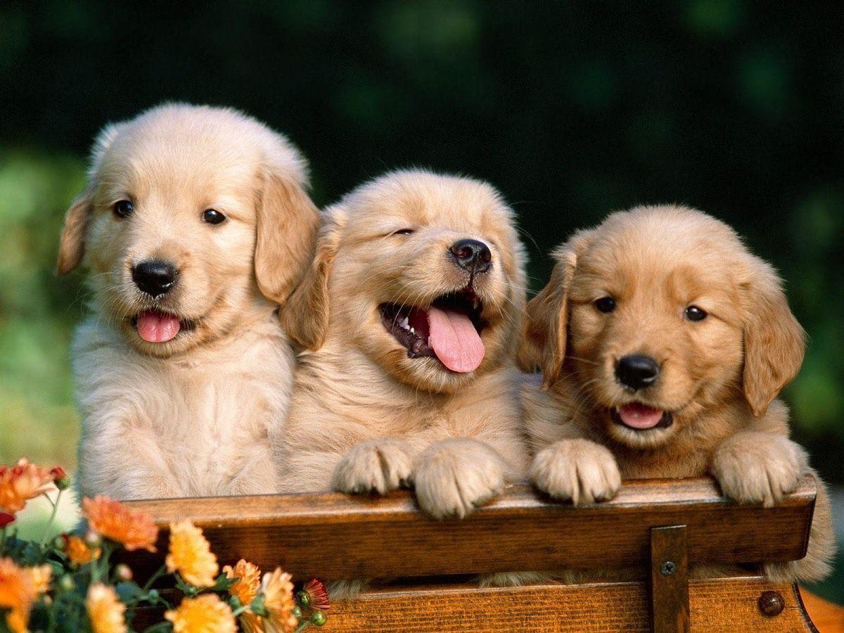 Puppies Wallpapers