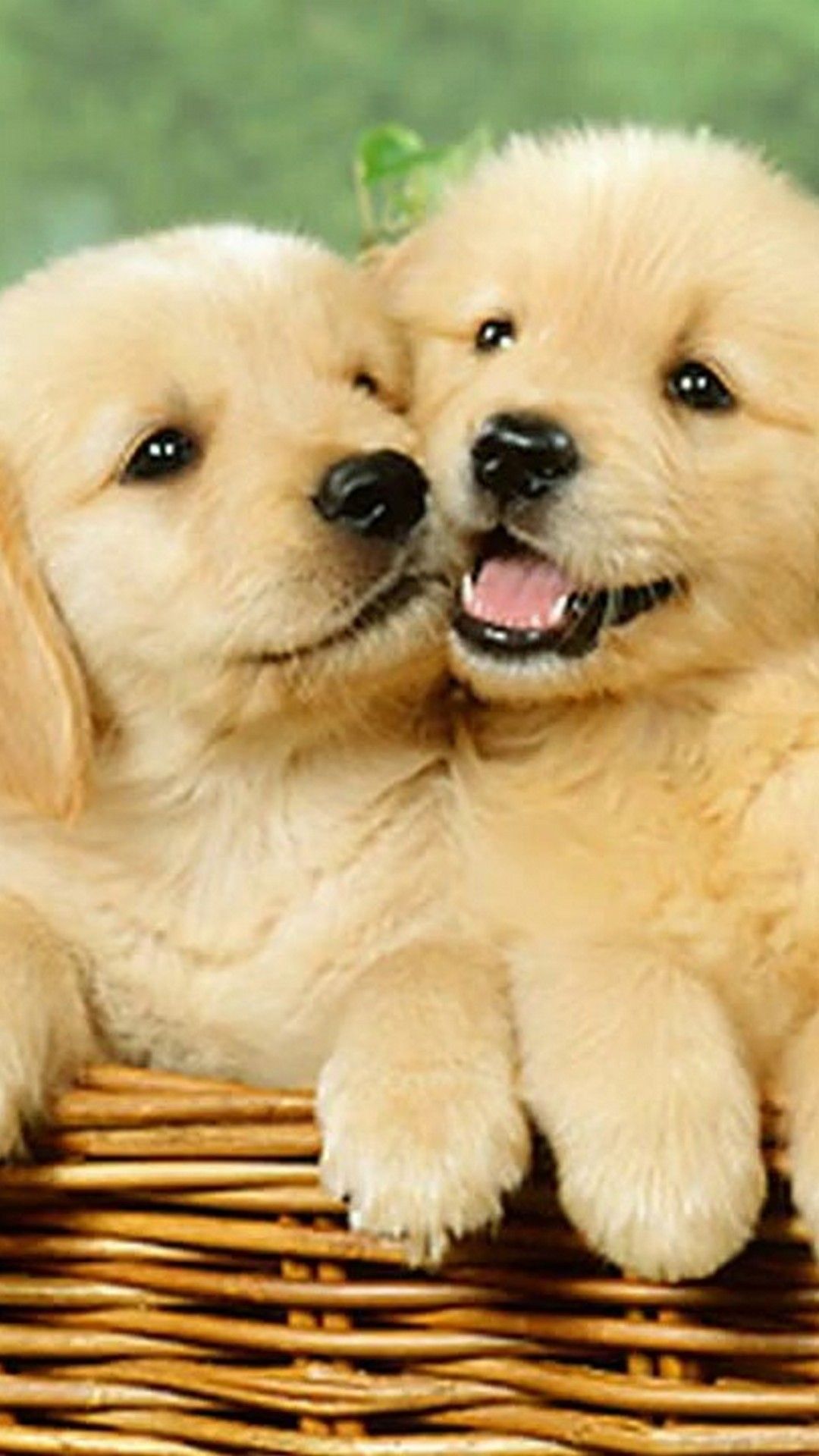 Puppies Wallpapers