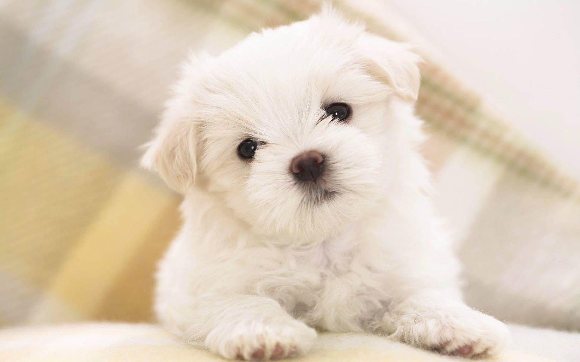 Puppy Wallpapers