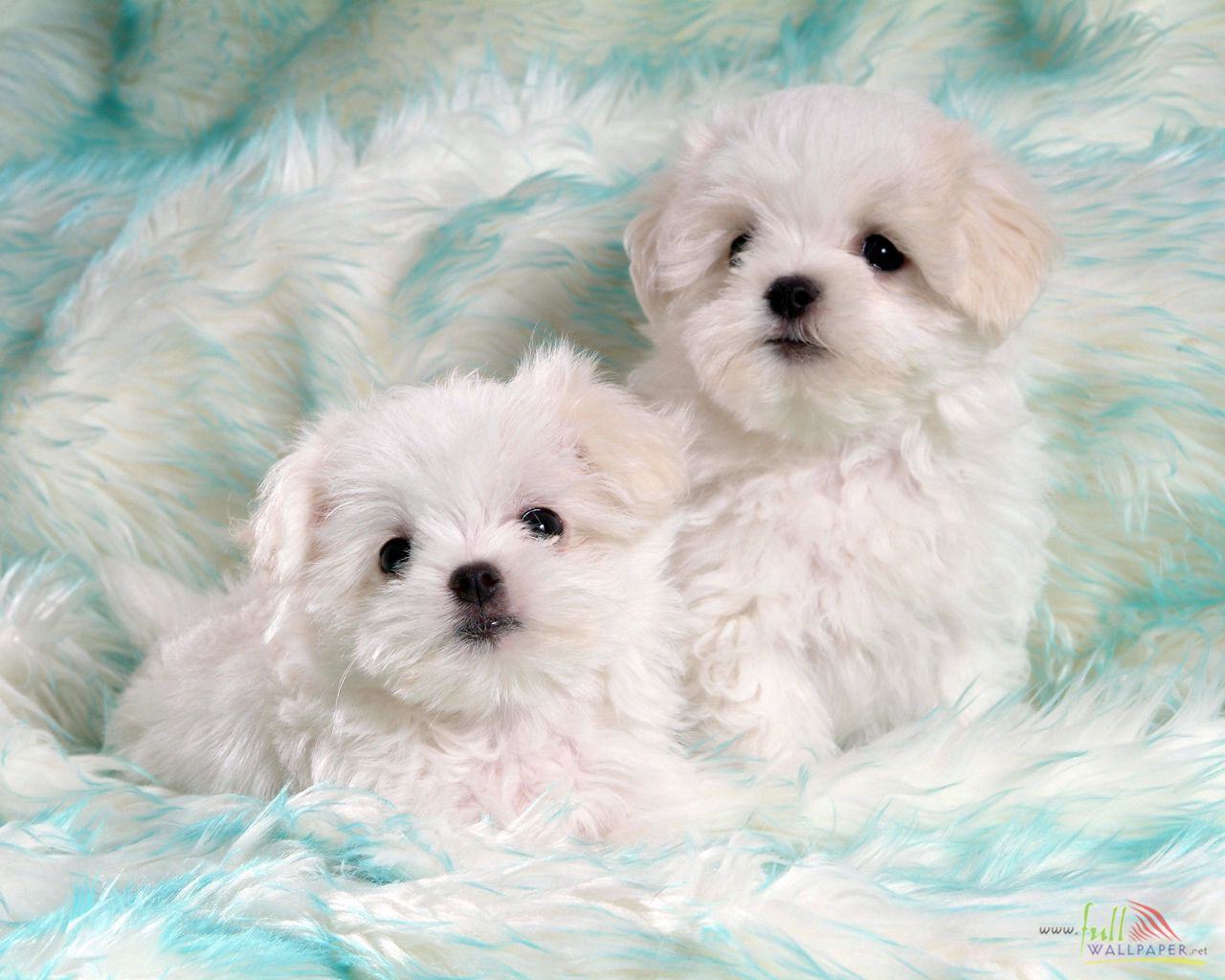 Puppy Wallpapers