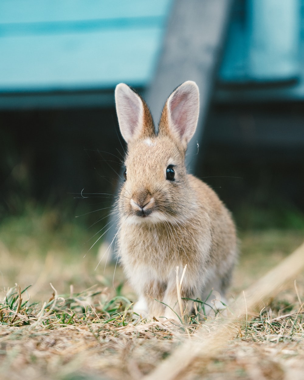 Rabbit Wallpapers