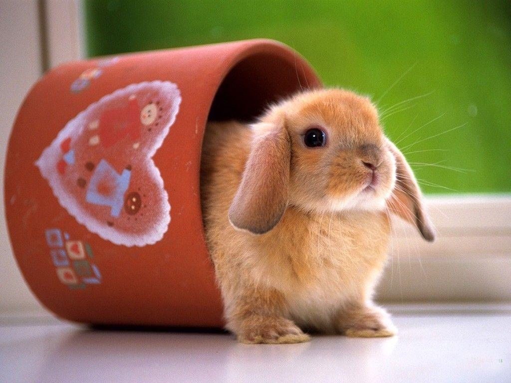 Rabbit Wallpapers