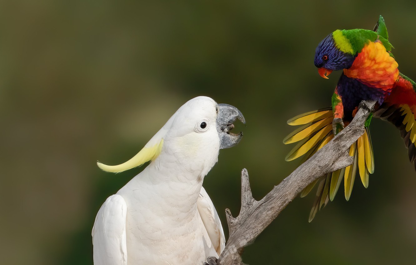 Rainbow Lorikeet Wallpapers