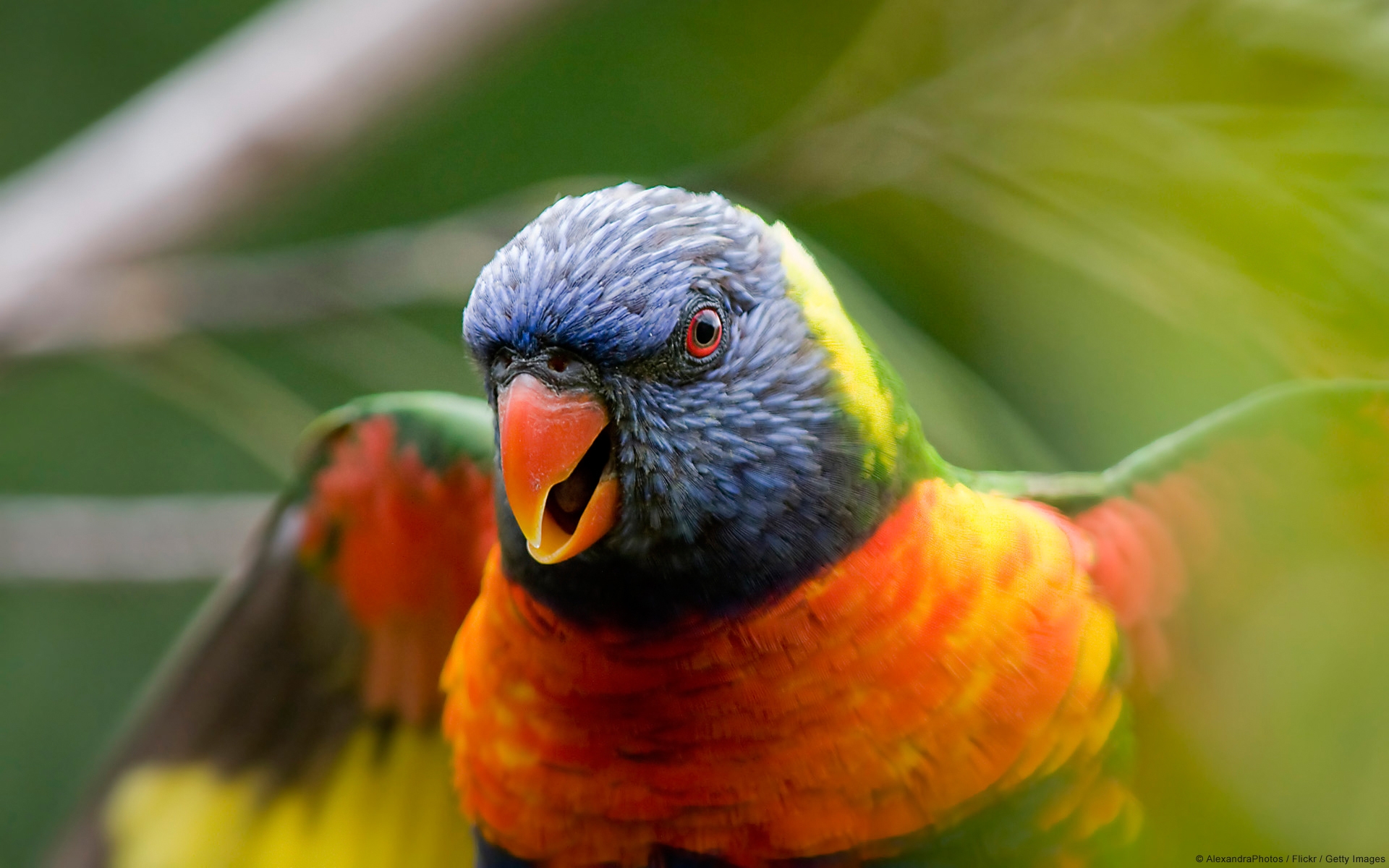 Rainbow Lorikeet Wallpapers