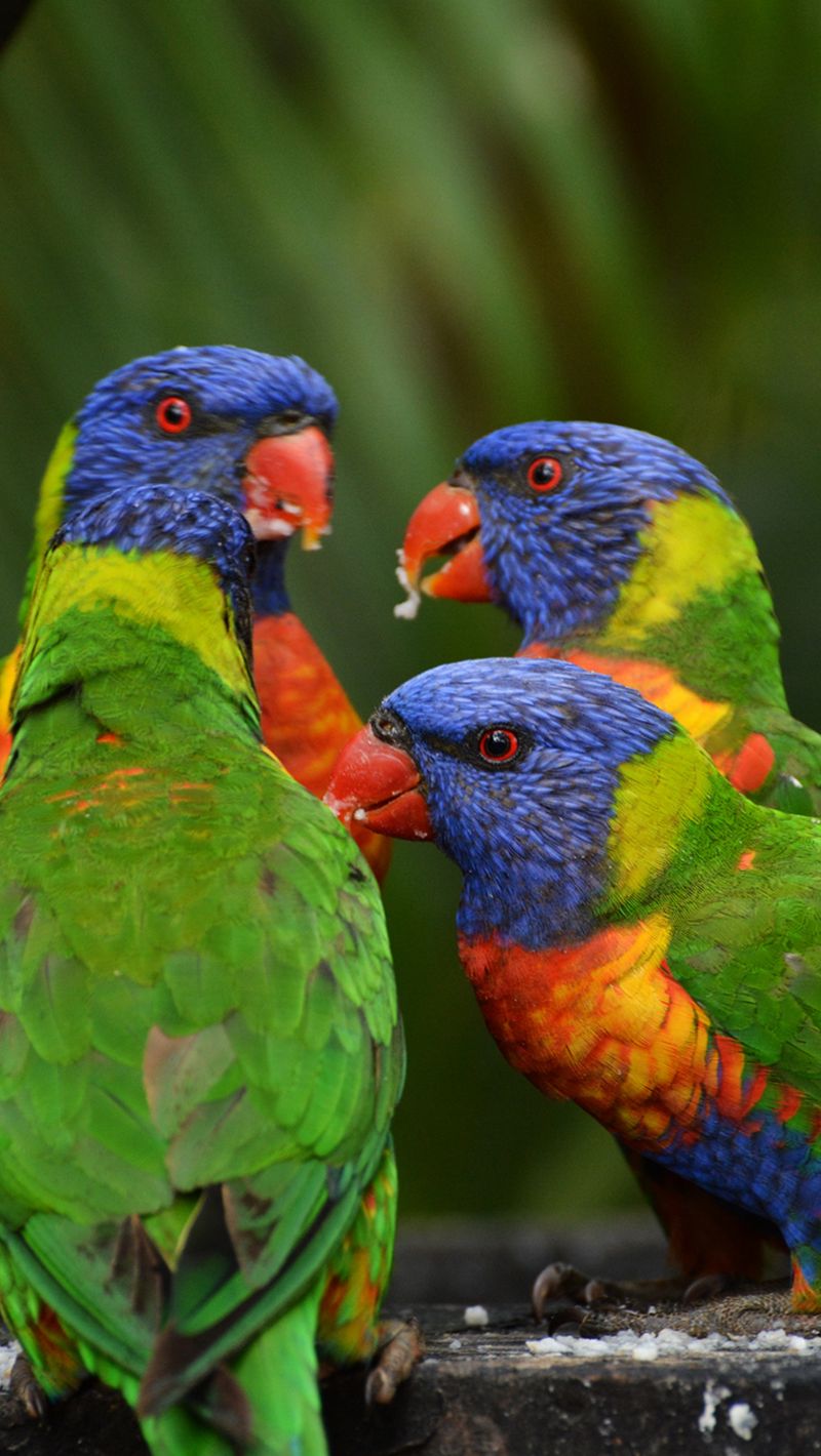 Rainbow Lorikeet Wallpapers