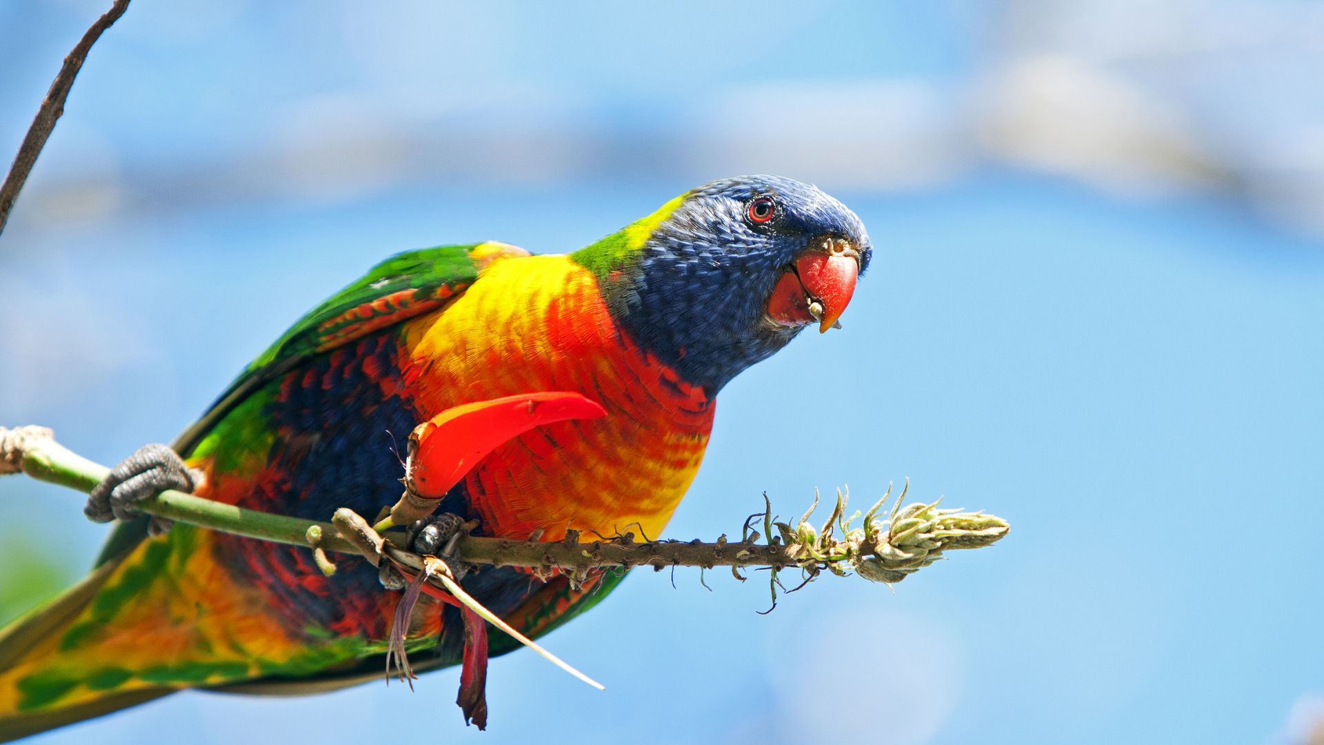 Rainbow Lorikeet Wallpapers