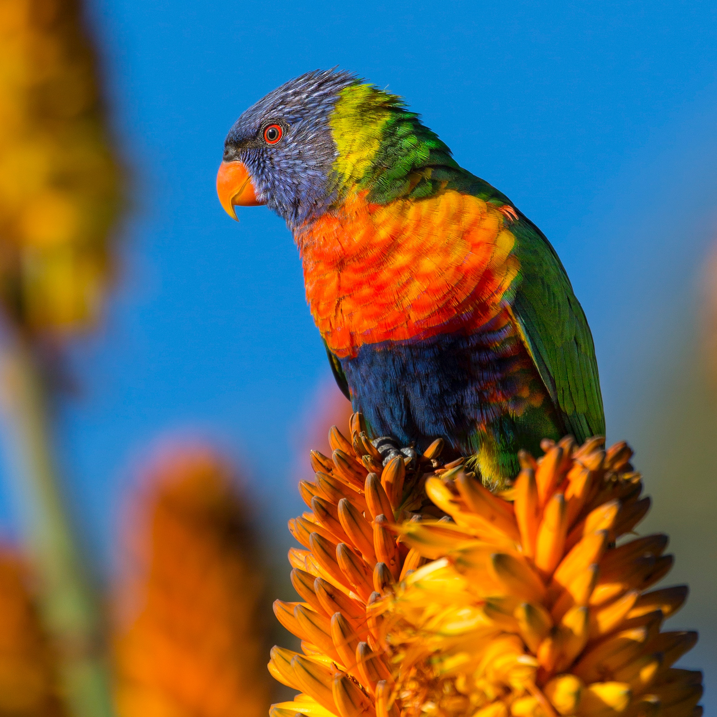 Rainbow Lorikeet Wallpapers