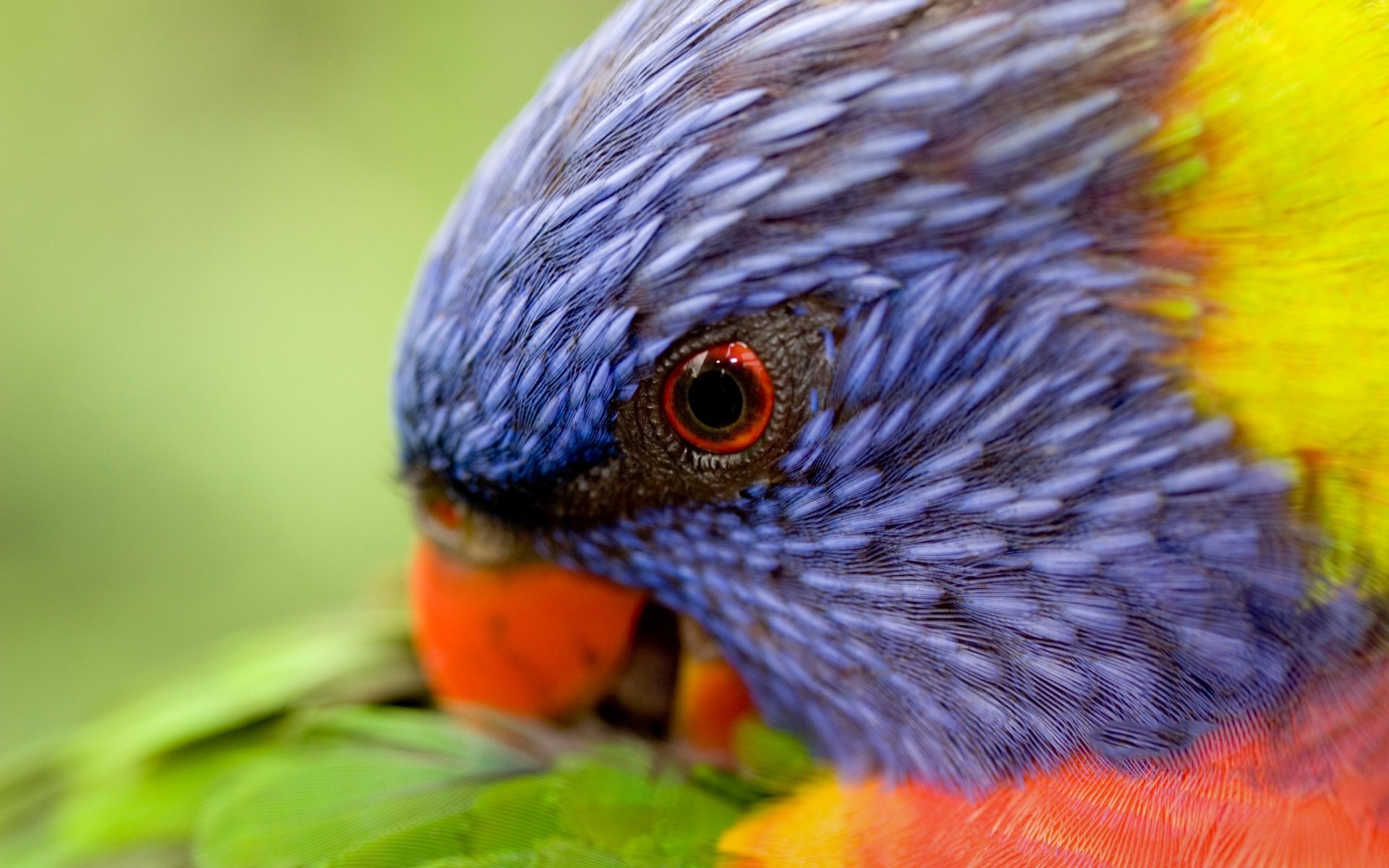 Rainbow Lorikeet Wallpapers