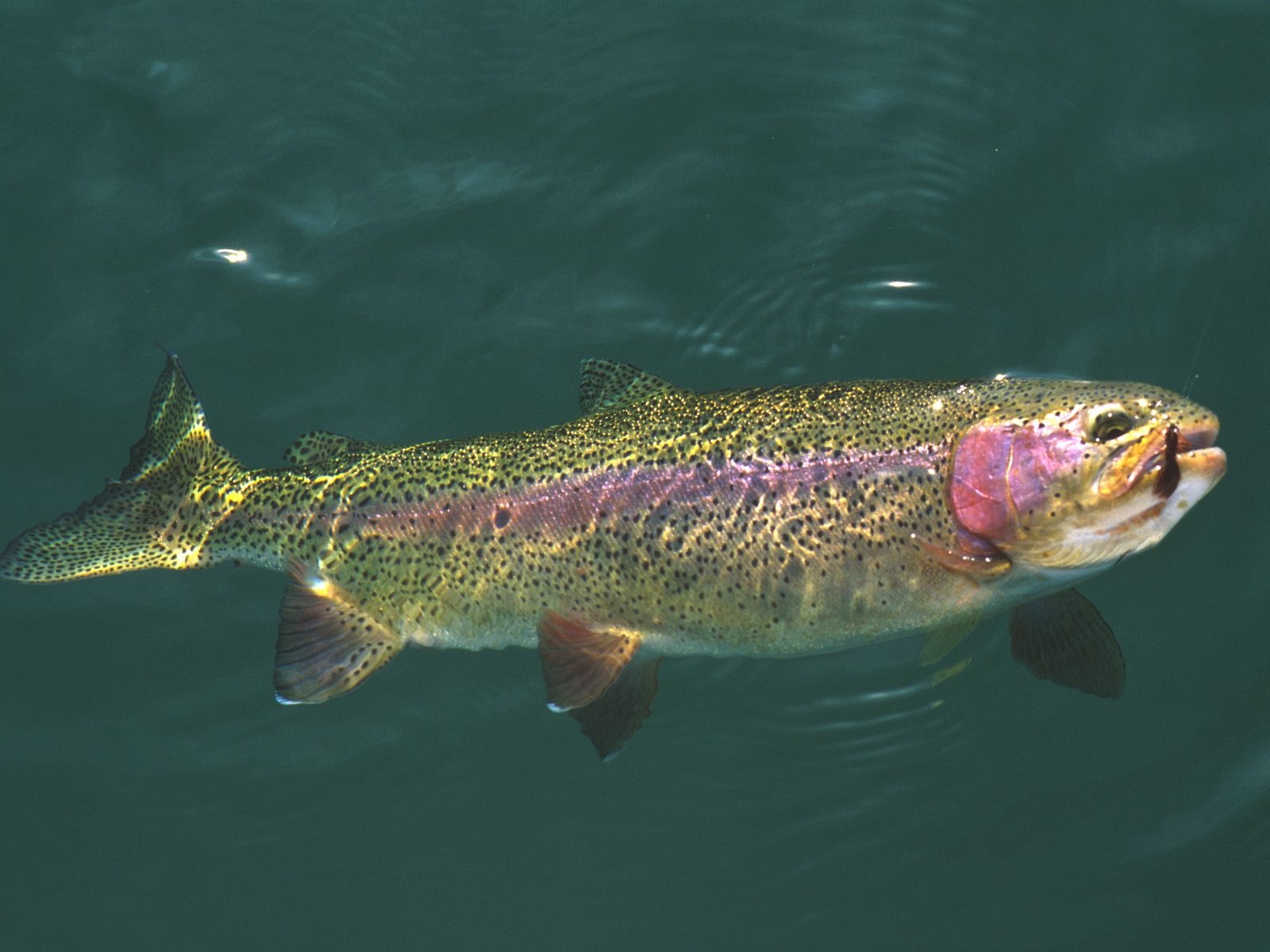 Rainbow Trout Wallpapers