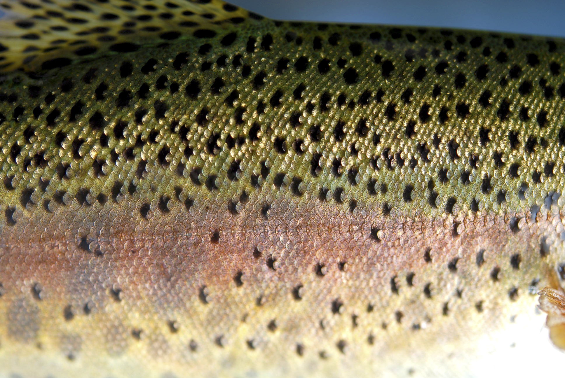 Rainbow Trout Wallpapers