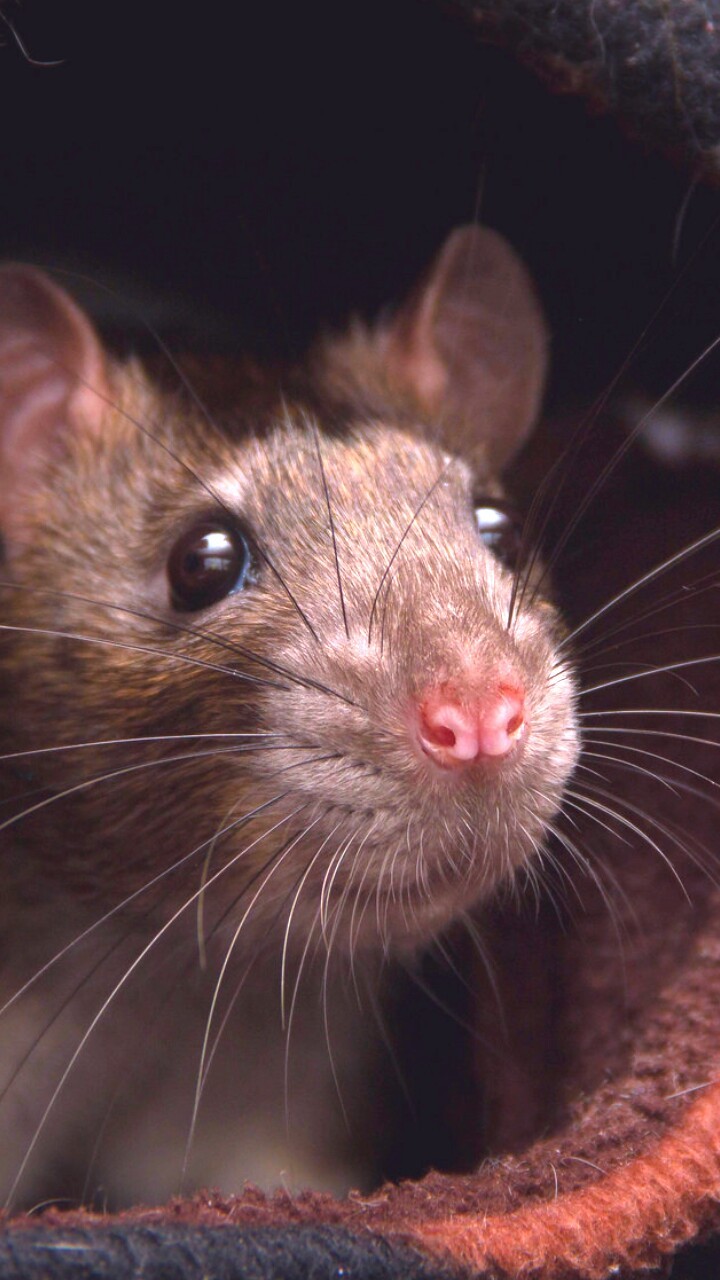 Rat Wallpapers