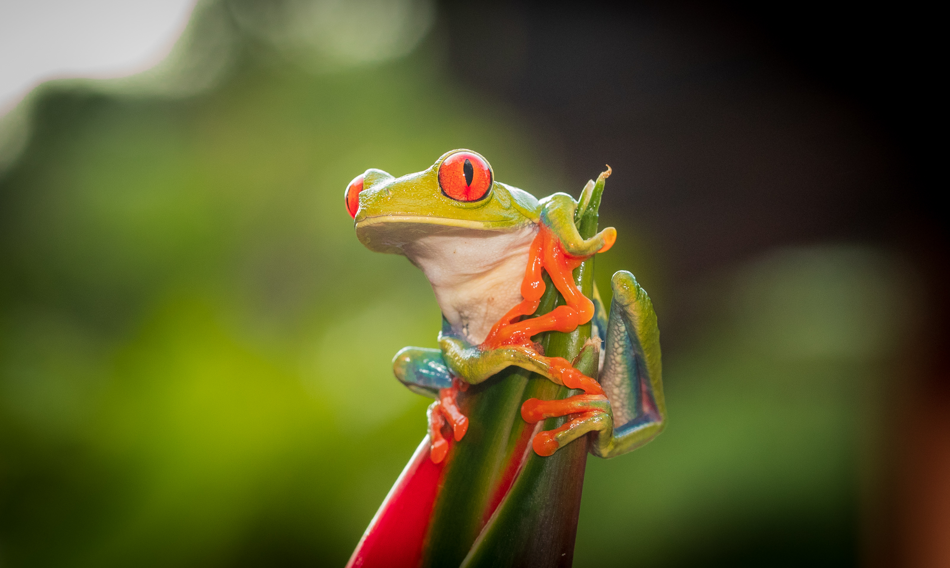 Red Eyed Tree Frog Wallpapers