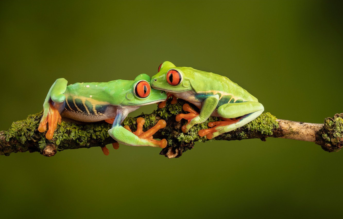 Red Eyed Tree Frog Wallpapers