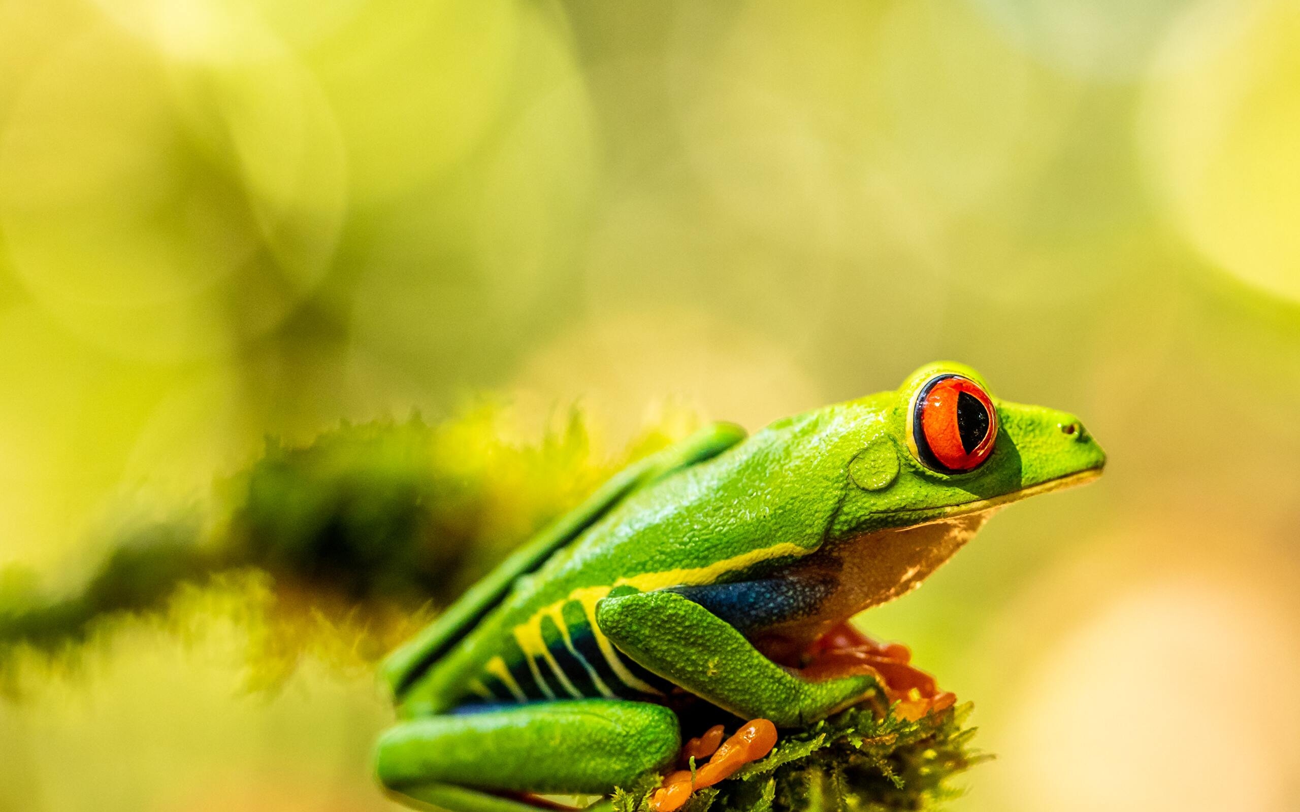 Red Eyed Tree Frog Wallpapers