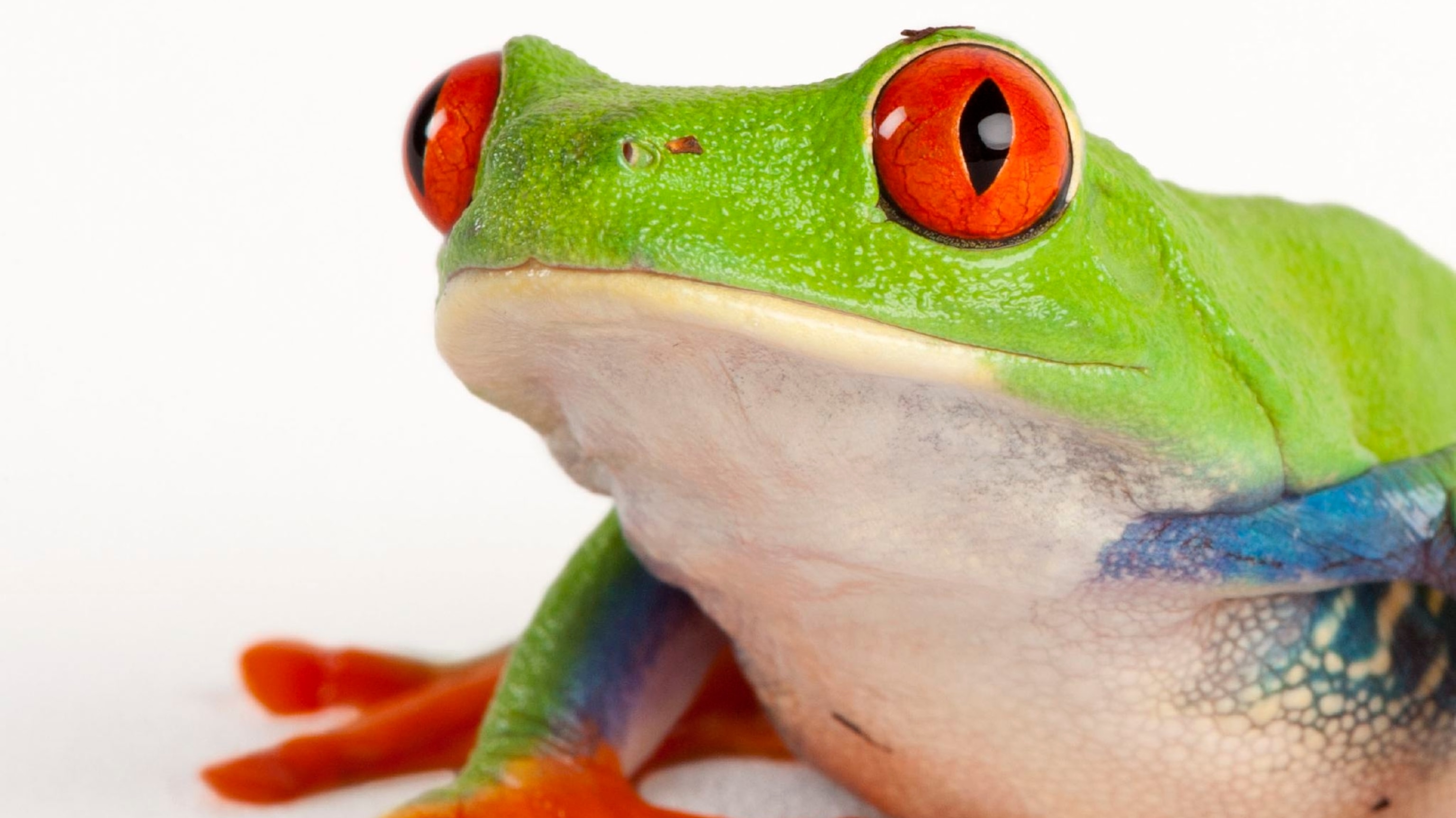 Red Eyed Tree Frog Wallpapers