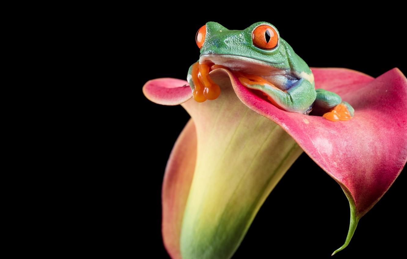 Red Eyed Tree Frog Wallpapers