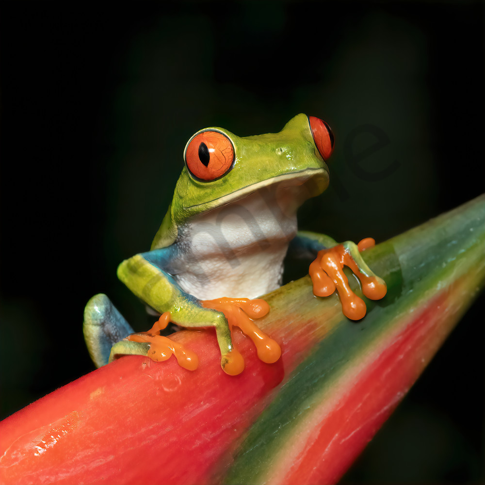 Red Eyed Tree Frog Wallpapers