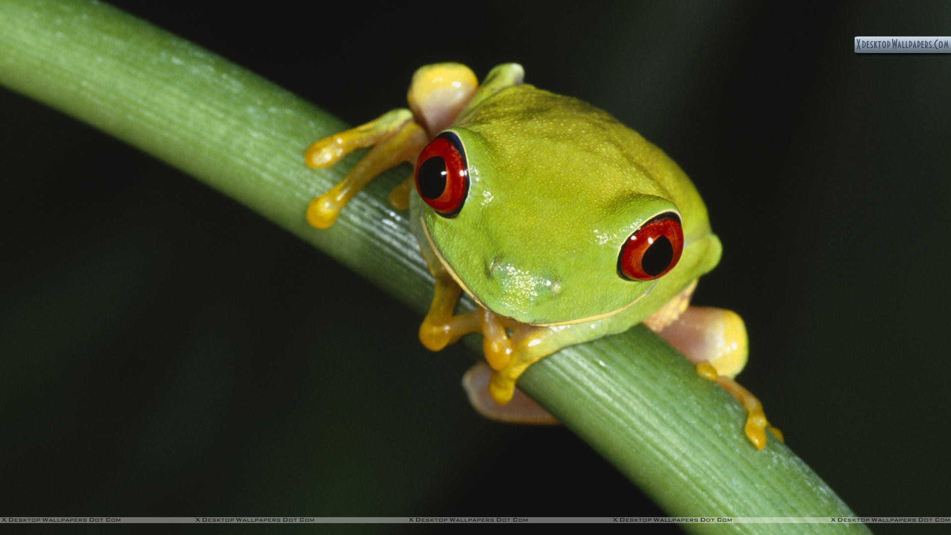 Red Eyed Tree Frog Wallpapers