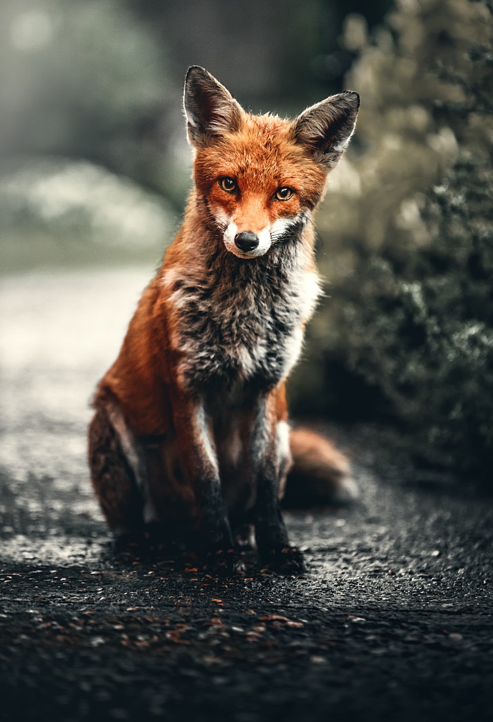 Red Fox Wallpapers