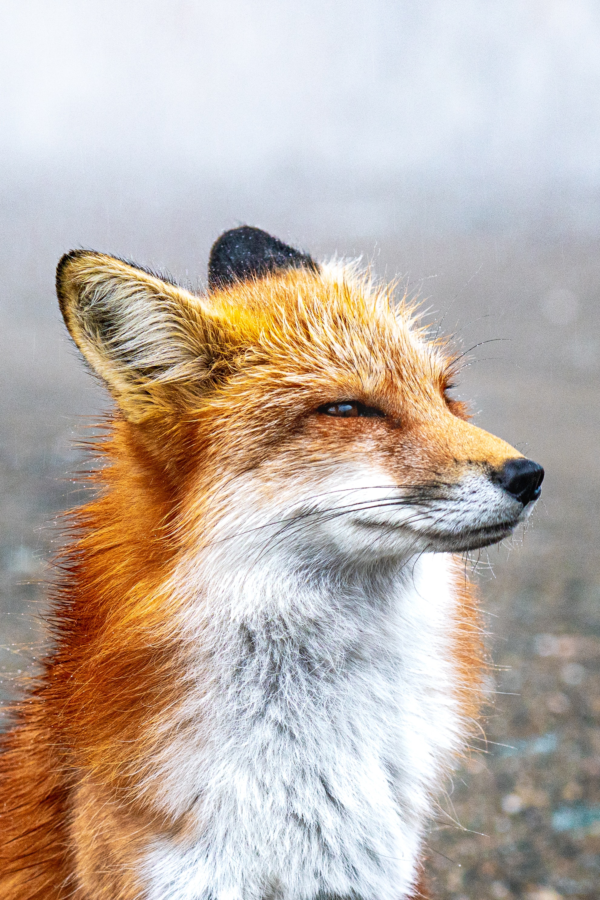 Red Fox Wallpapers