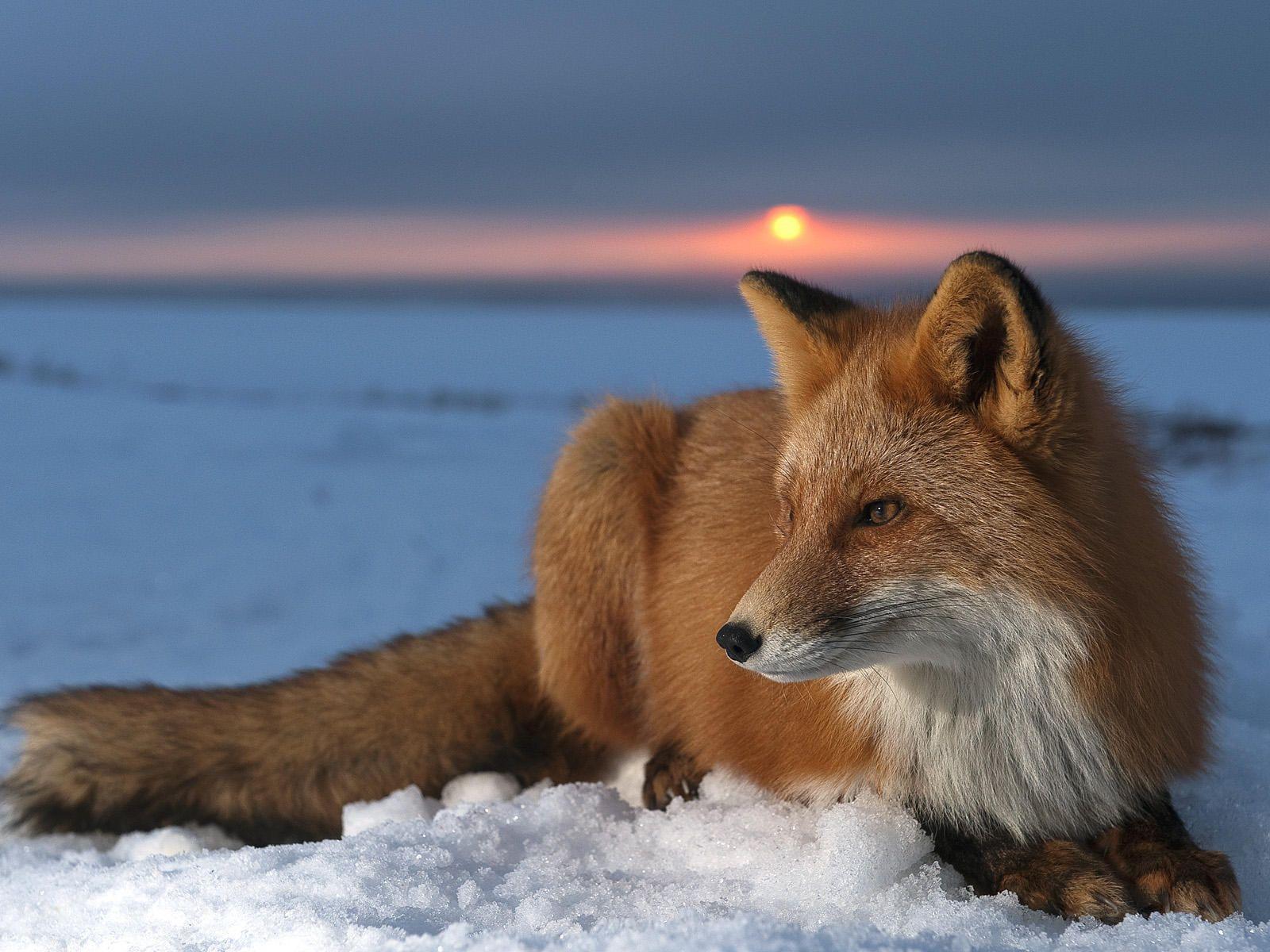 Red Fox Wallpapers