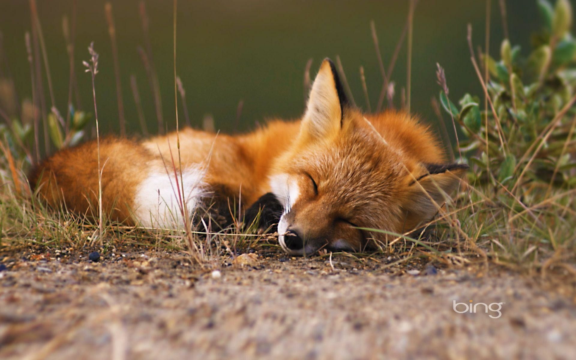 Red Fox Wallpapers